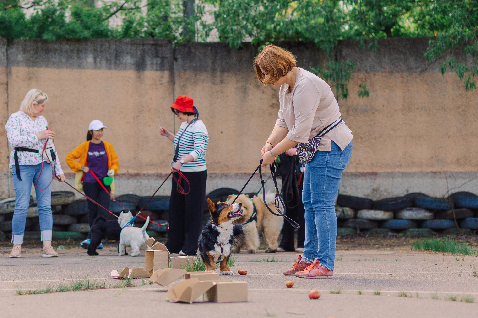 Дог-туса. Фотограф-анималист Елена Радченко, Москва