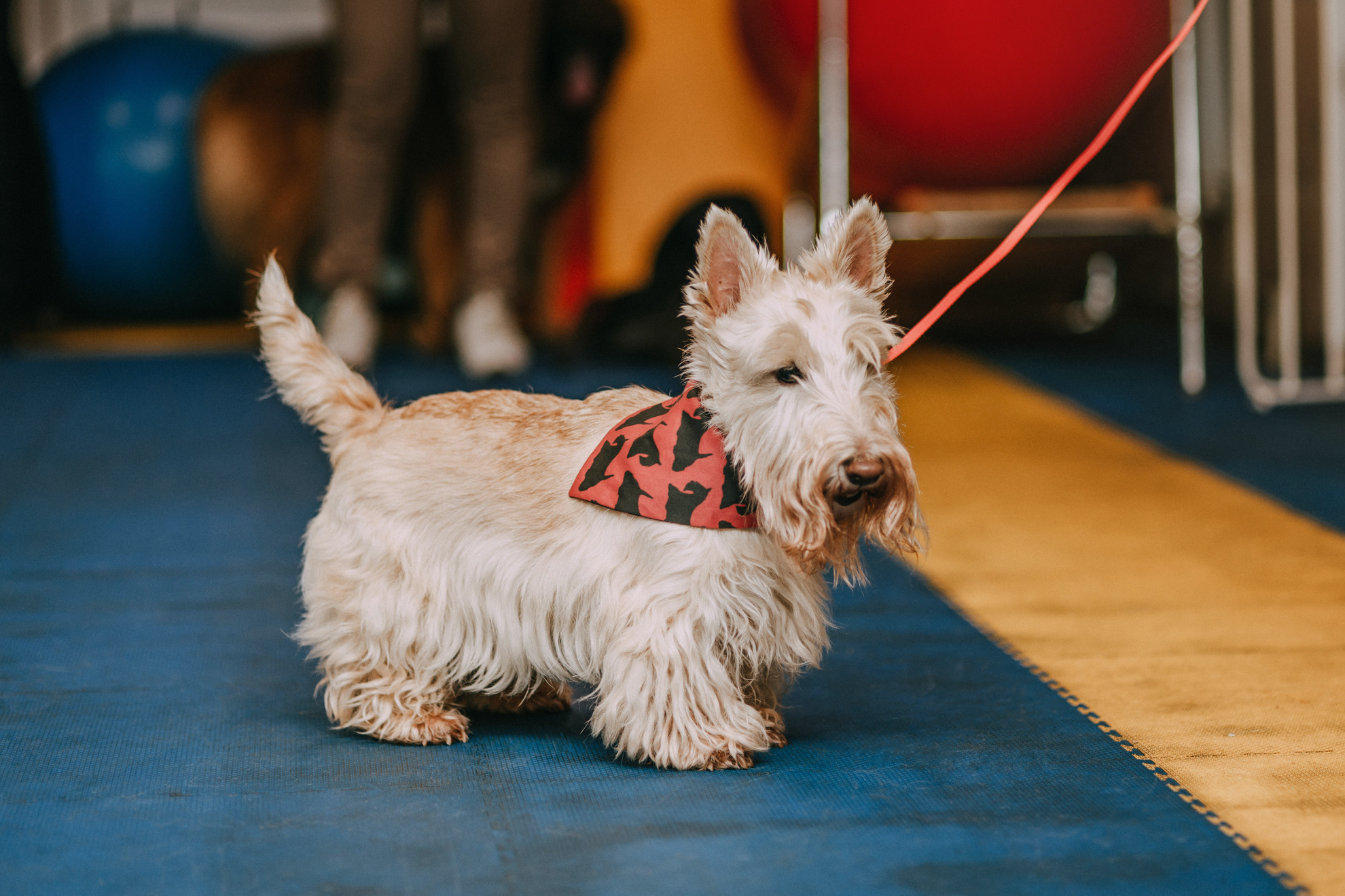 Собачий Новый год. Фотограф-анималист Елена Радченко, Москва