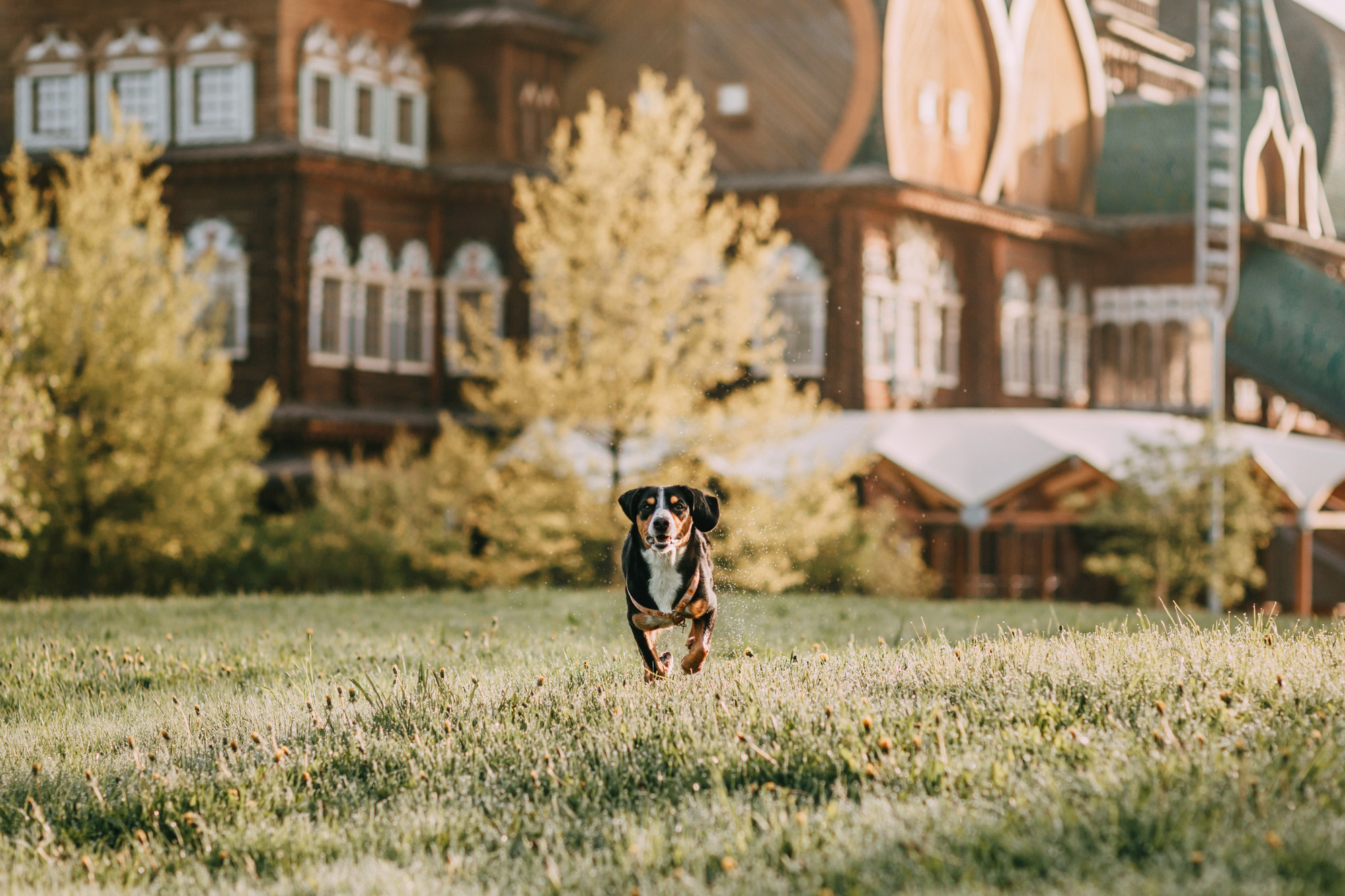 Аня и Вафля. Фотограф-анималист Елена Радченко, Москва