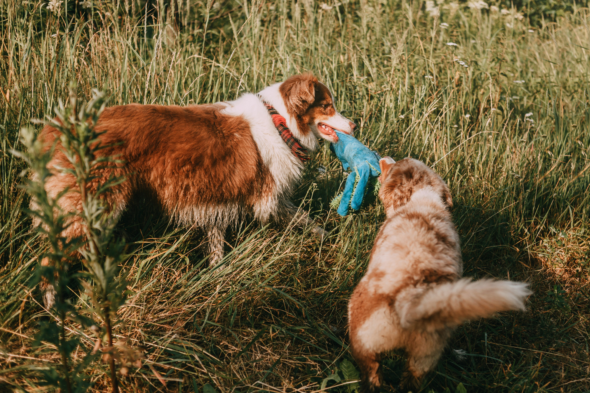 День рождения Морошки. Фотограф-анималист Елена Радченко, Москва
