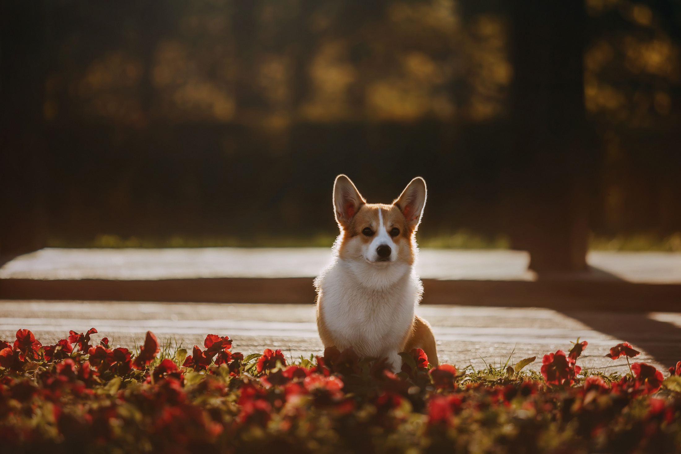 Вилла. Фотограф-анималист Елена Радченко, Москва
