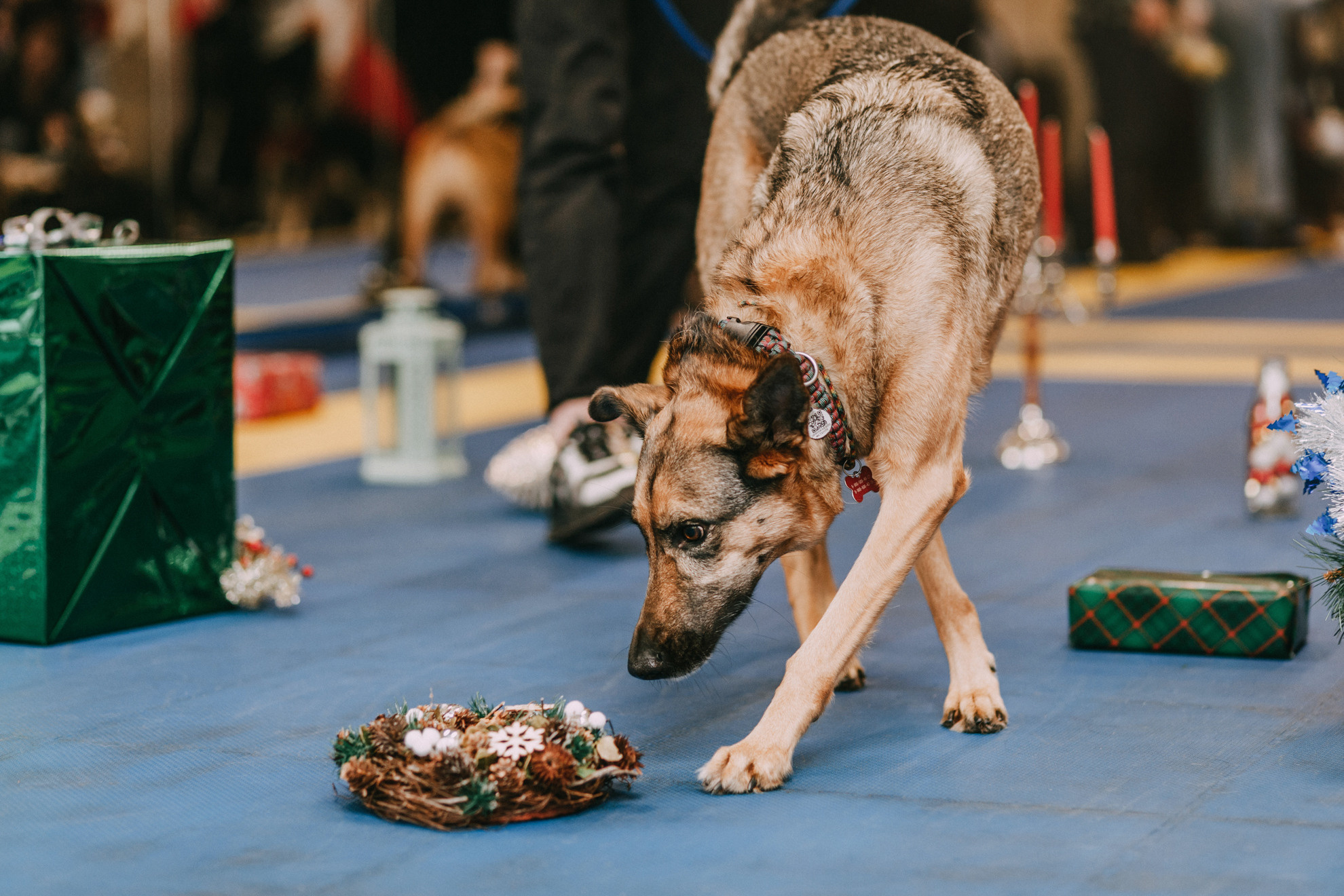 Собачий Новый год. Фотограф-анималист Елена Радченко, Москва