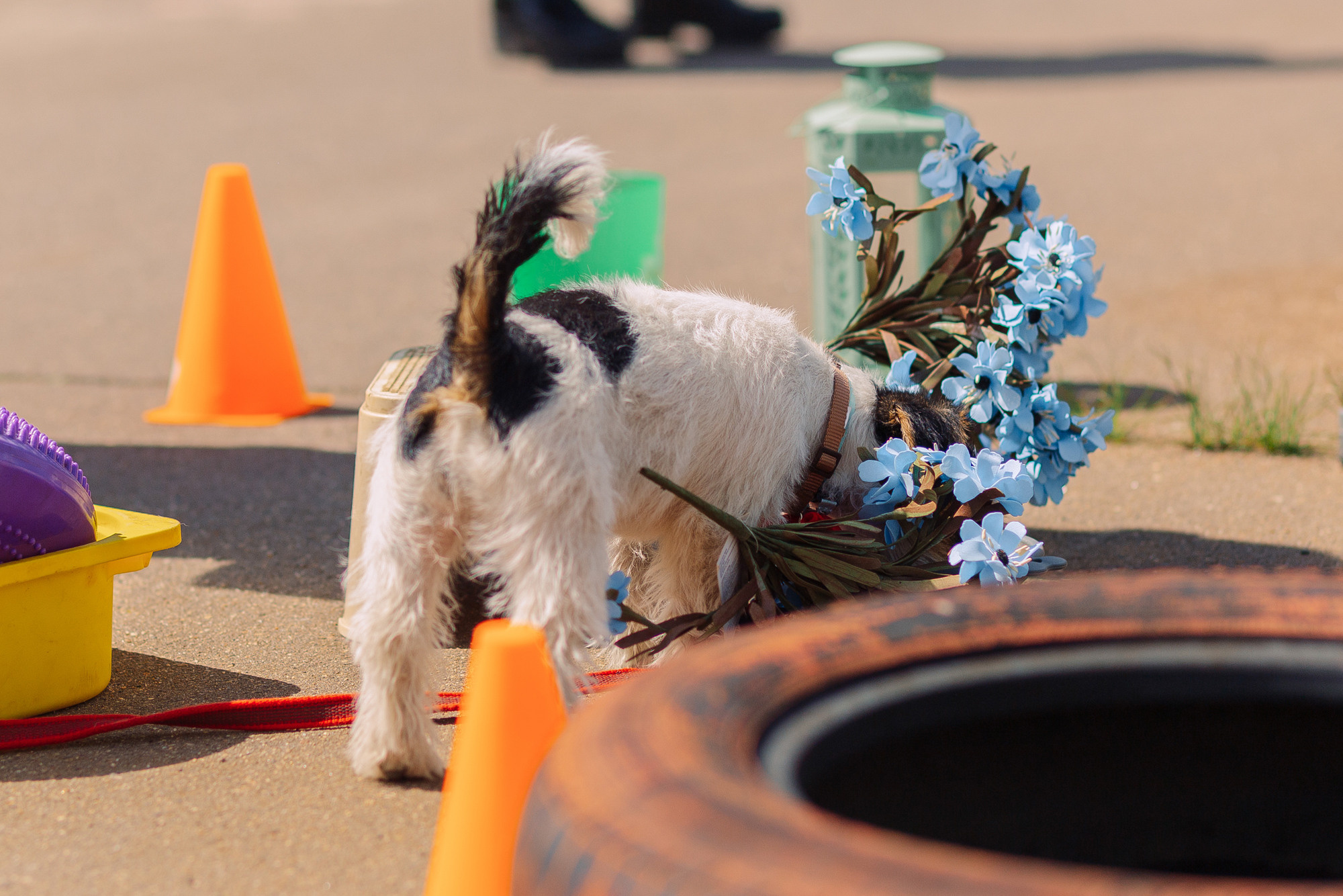 Дог-туса. Фотограф-анималист Елена Радченко, Москва