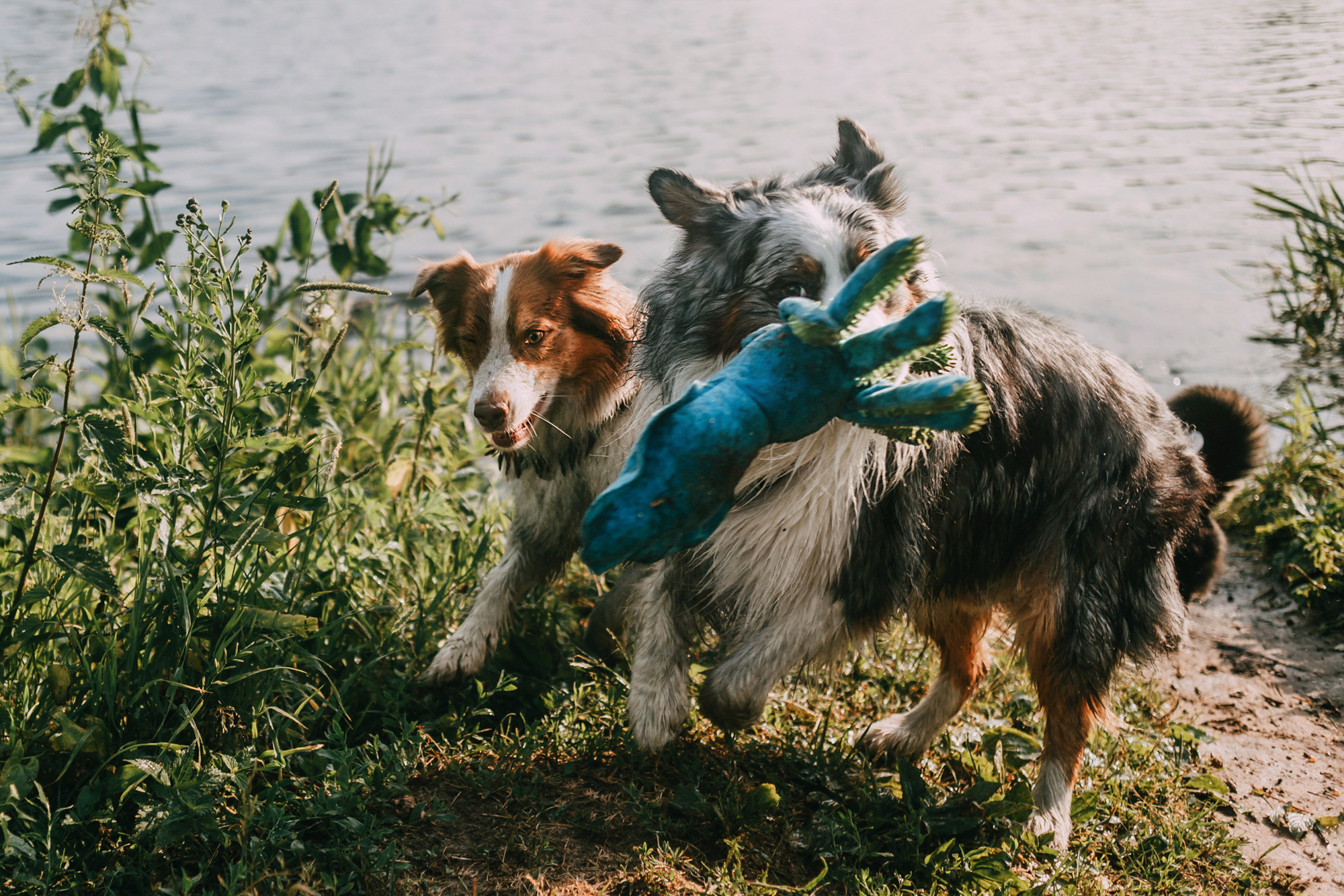 День рождения Морошки. Фотограф-анималист Елена Радченко, Москва