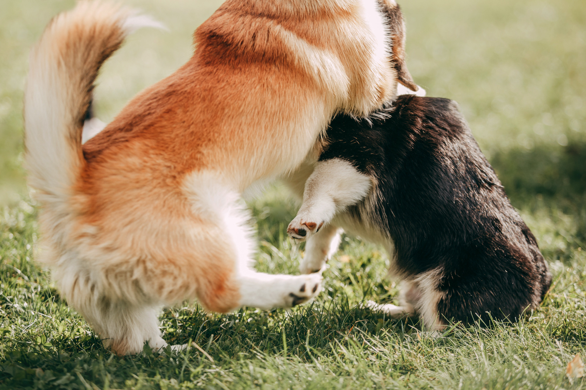 День рождения Габи. Фотограф-анималист Елена Радченко, Москва