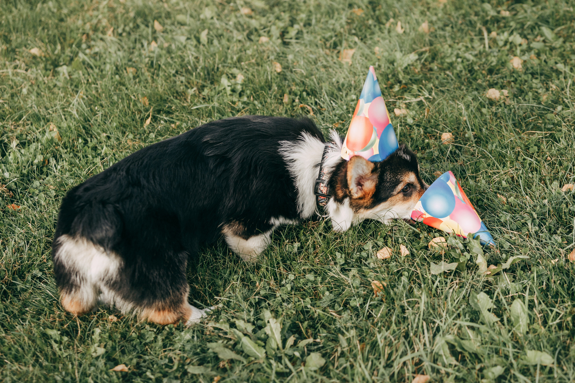 День рождения Габи. Фотограф-анималист Елена Радченко, Москва