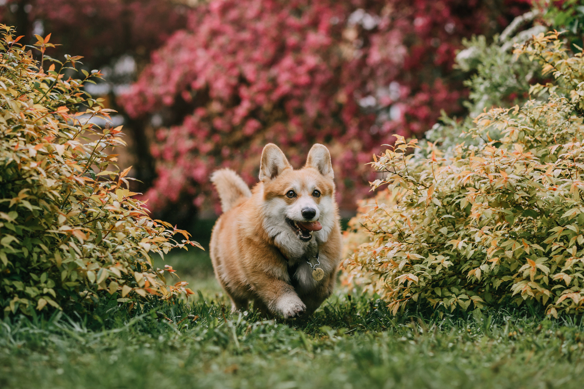 Анна и Филипп. Фотограф-анималист Елена Радченко, Москва