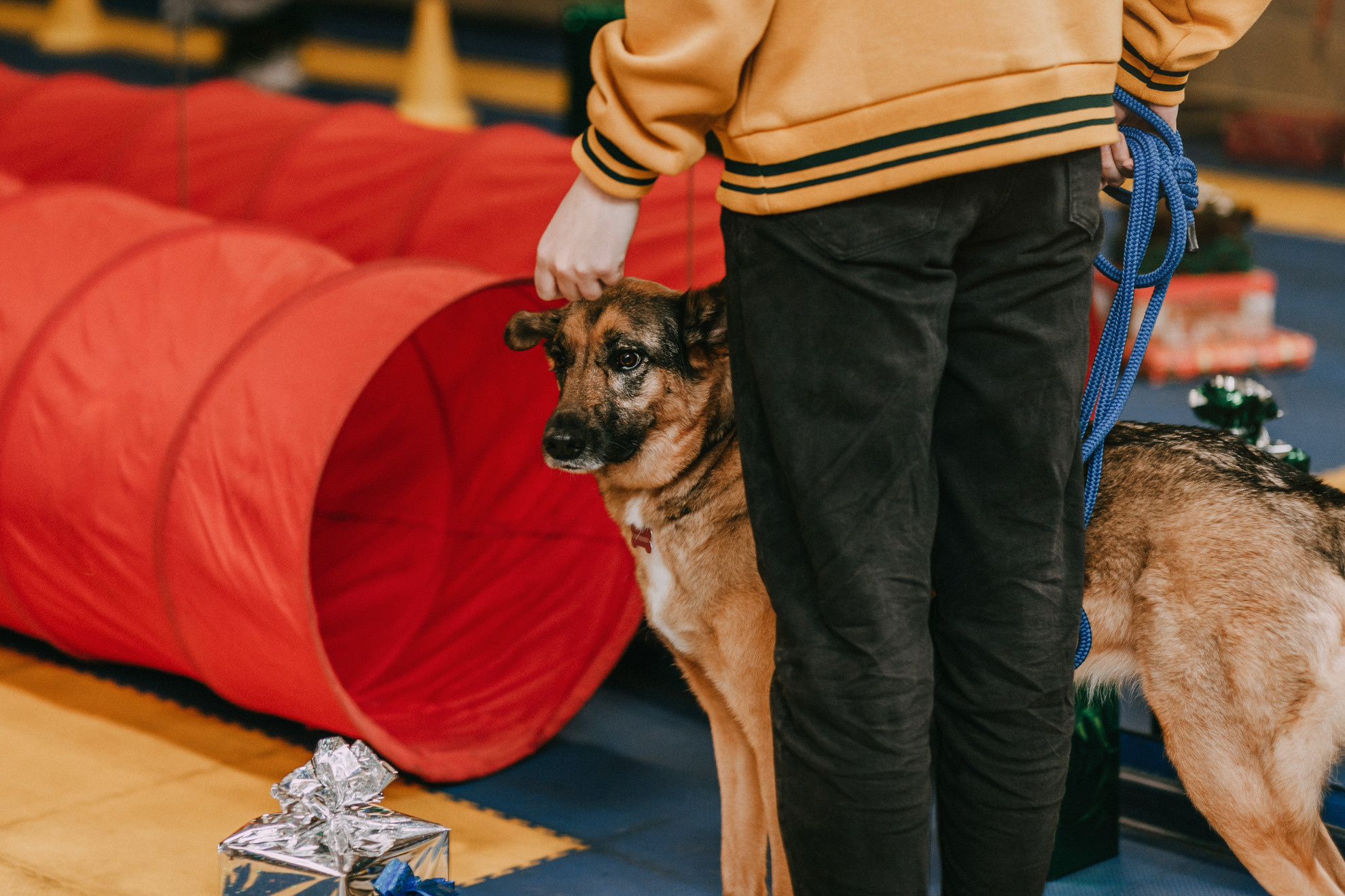 Собачий Новый год. Фотограф-анималист Елена Радченко, Москва