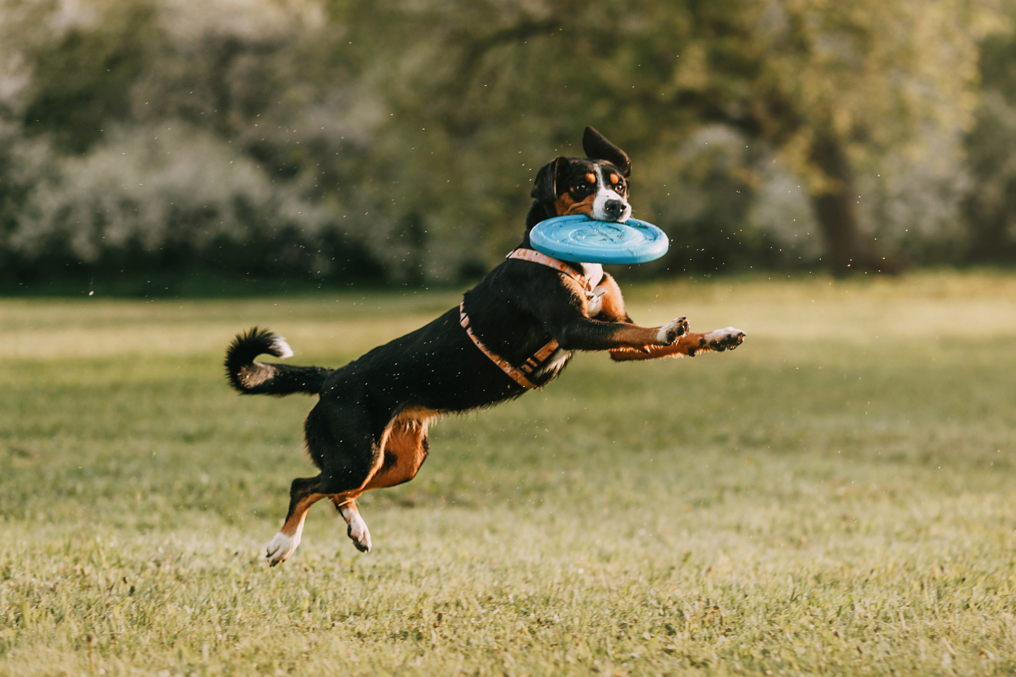 Аня и Вафля. Фотограф-анималист Елена Радченко, Москва