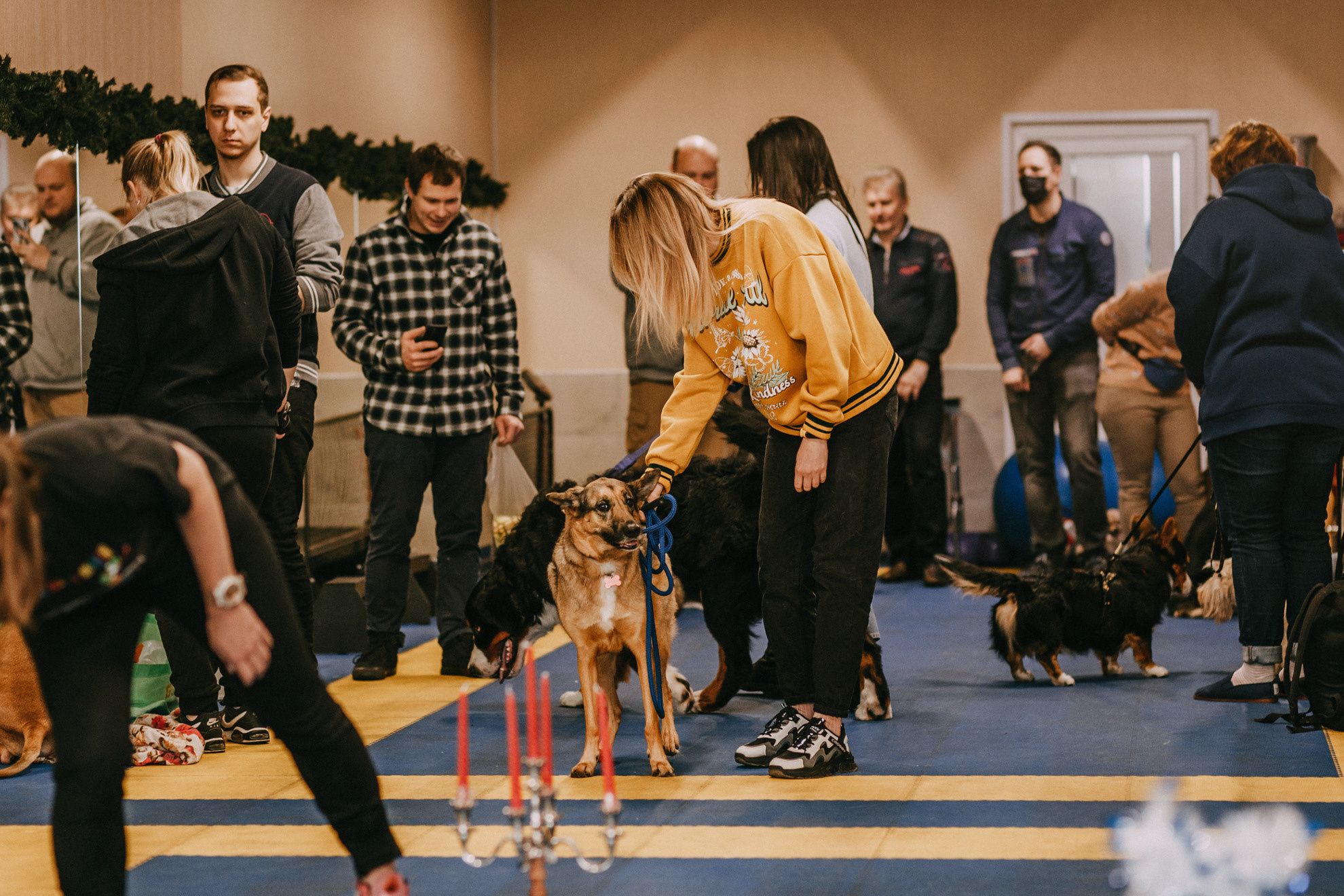Собачий Новый год. Фотограф-анималист Елена Радченко, Москва