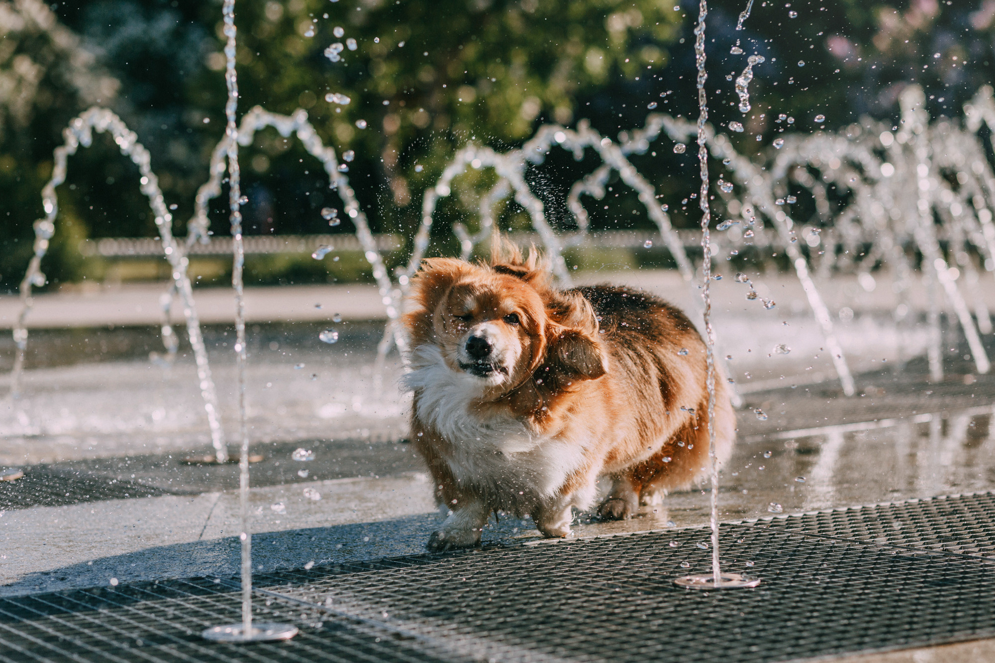 Аша и Робби. Фотограф-анималист Елена Радченко, Москва