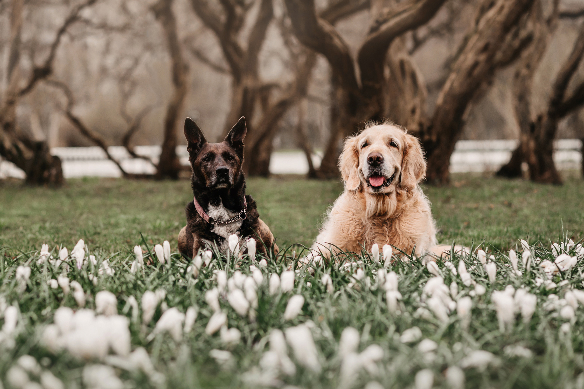 Ира, Бэлла и Альма. Фотограф-анималист Елена Радченко, Москва