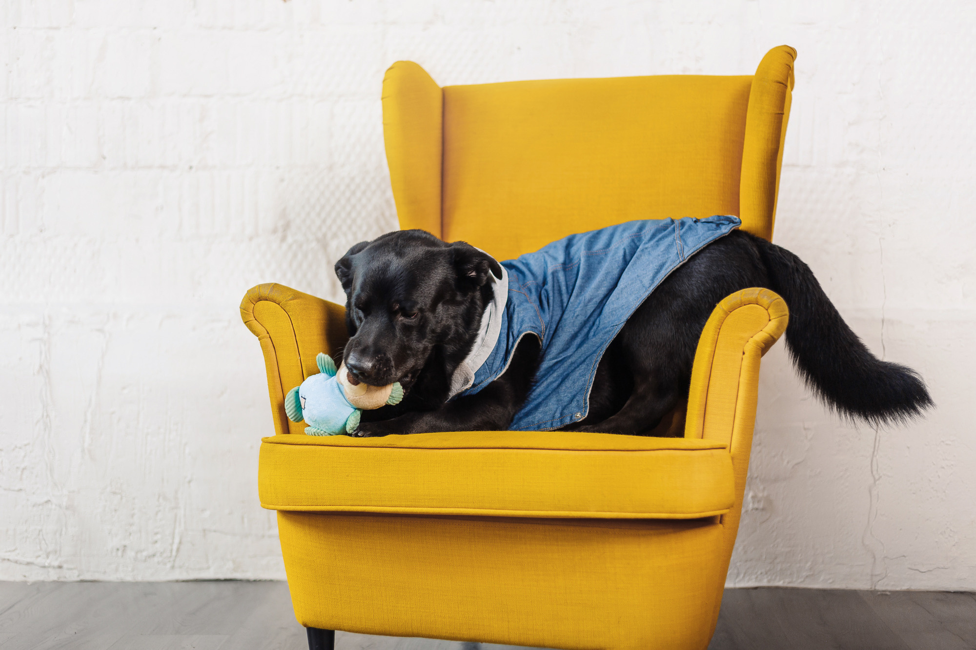 Магазин Friend of mine. Фотограф-анималист Елена Радченко, Москва