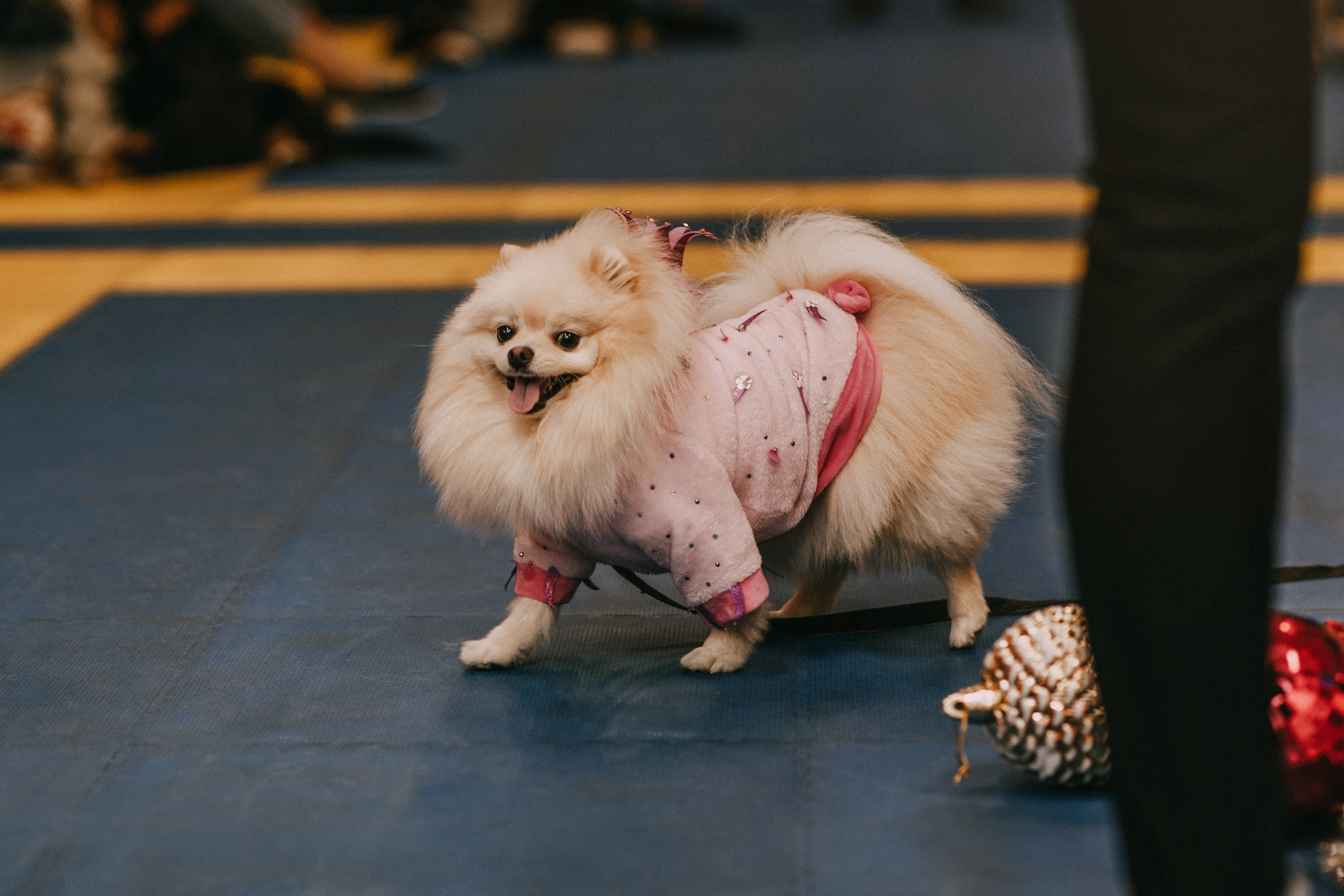 Собачий Новый год. Фотограф-анималист Елена Радченко, Москва