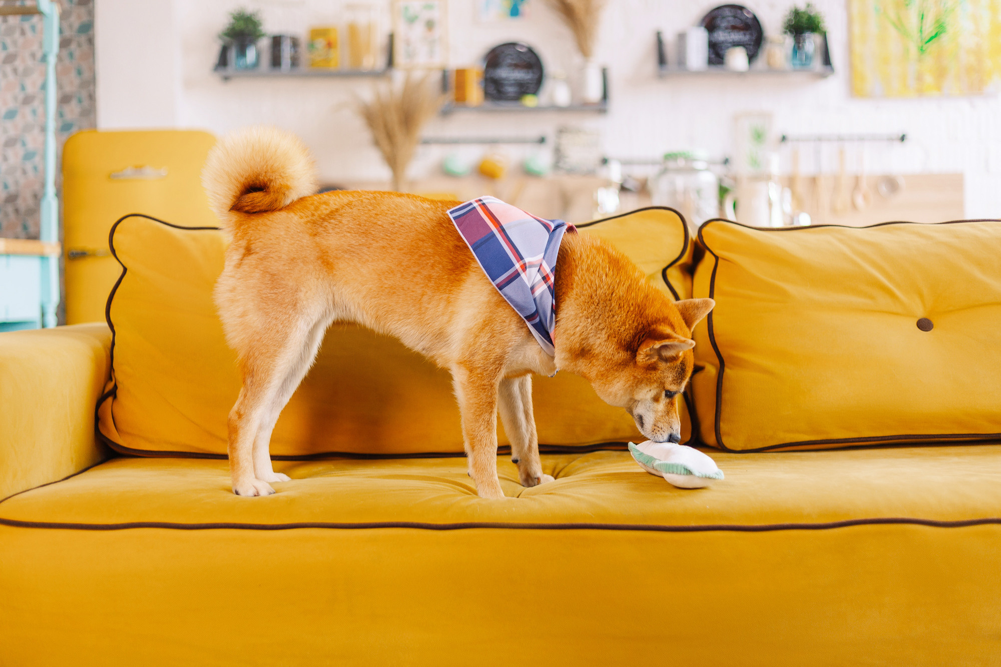 Магазин Friend of mine. Фотограф-анималист Елена Радченко, Москва