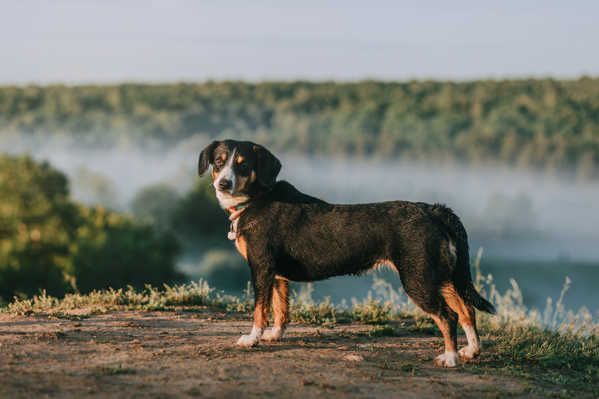 Лида и Яра. Фотограф-анималист Елена Радченко, Москва