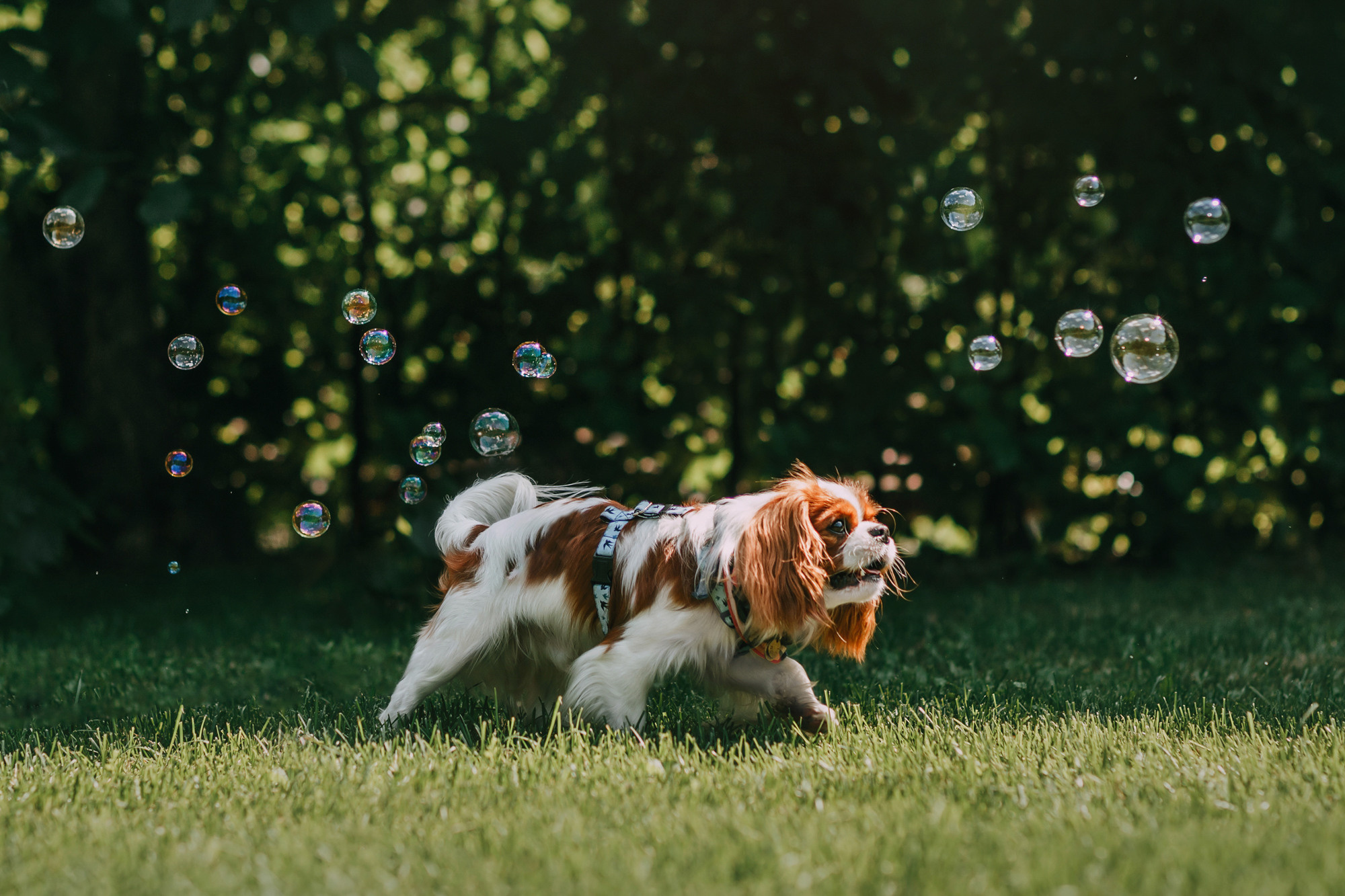 Анастасия и Марсель. Фотограф-анималист Елена Радченко, Москва