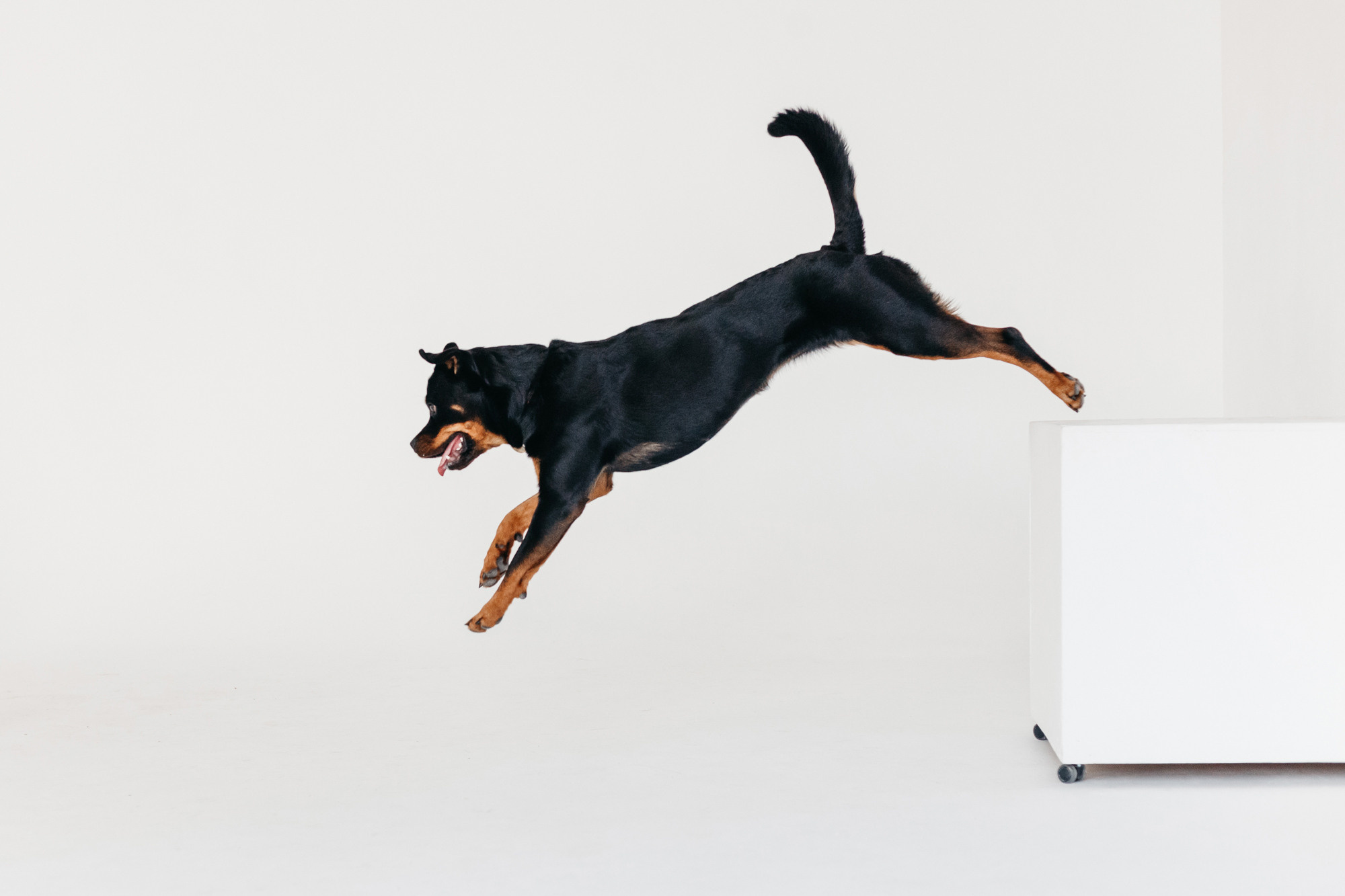 Фотодень 9 апреля. Фотограф-анималист Елена Радченко, Москва