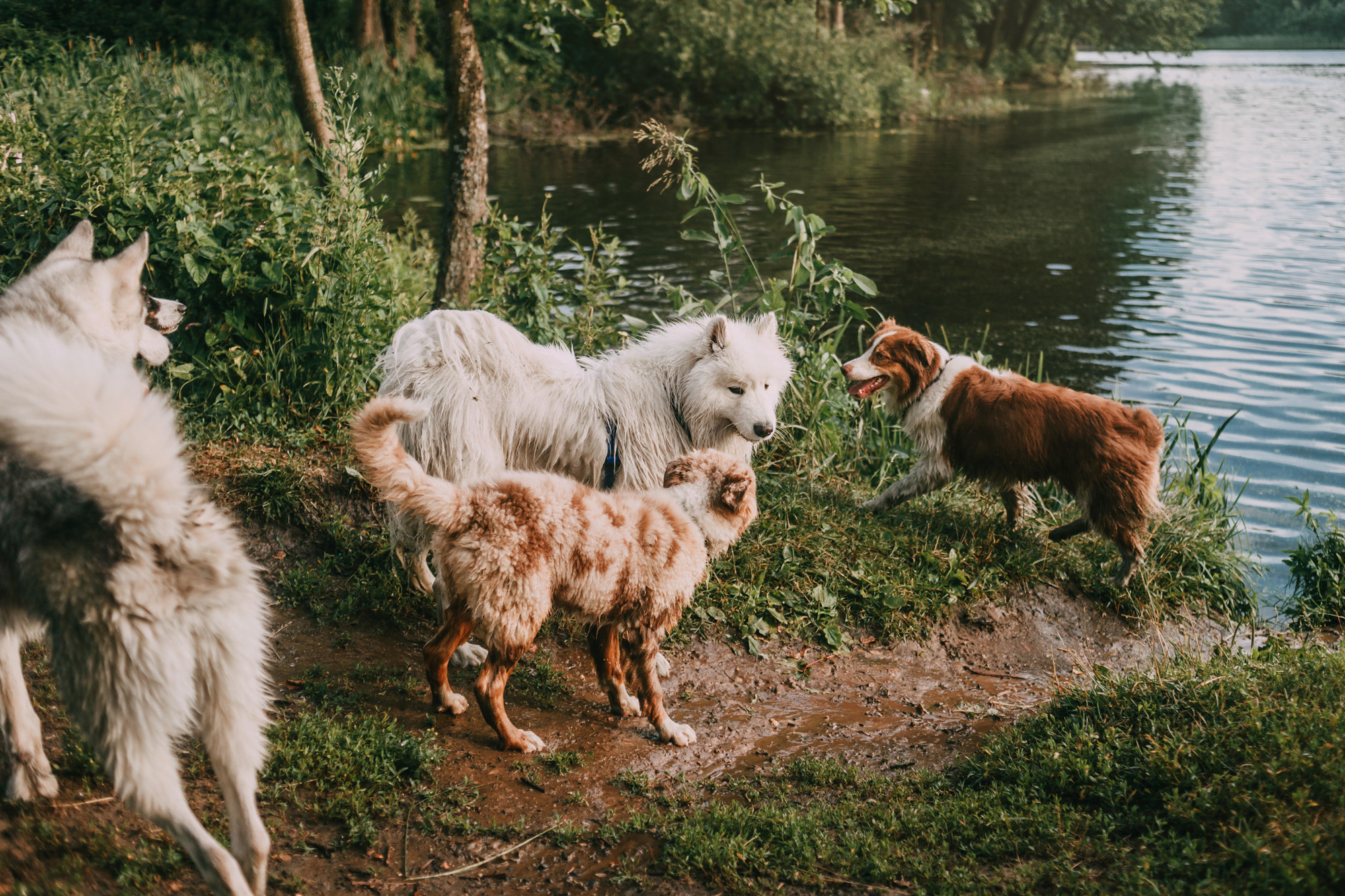 День рождения Морошки. Фотограф-анималист Елена Радченко, Москва