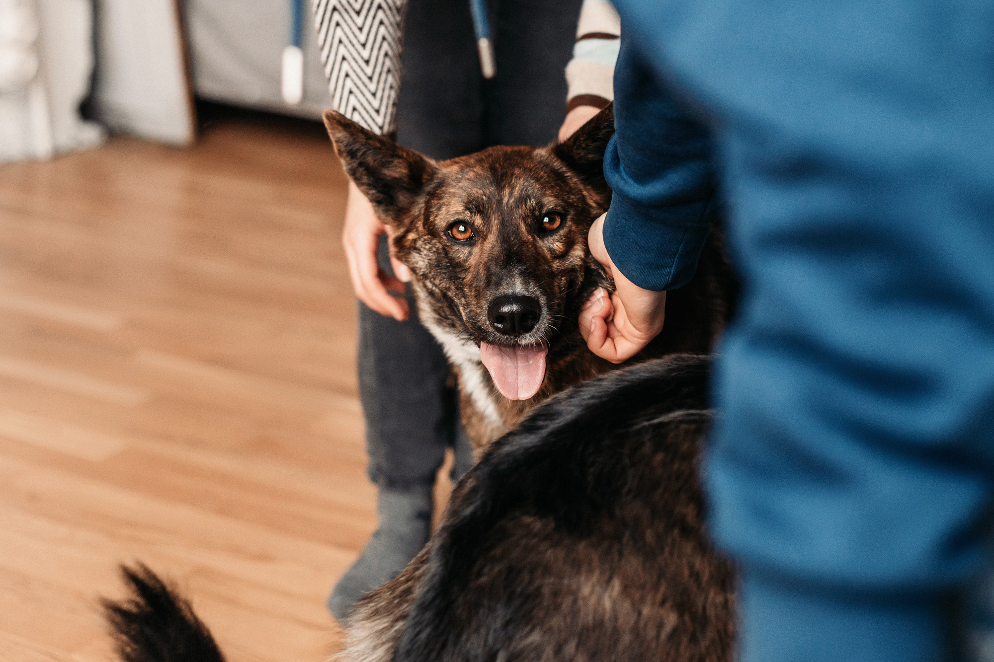 Эдит и Диди. Фотограф-анималист Елена Радченко, Москва