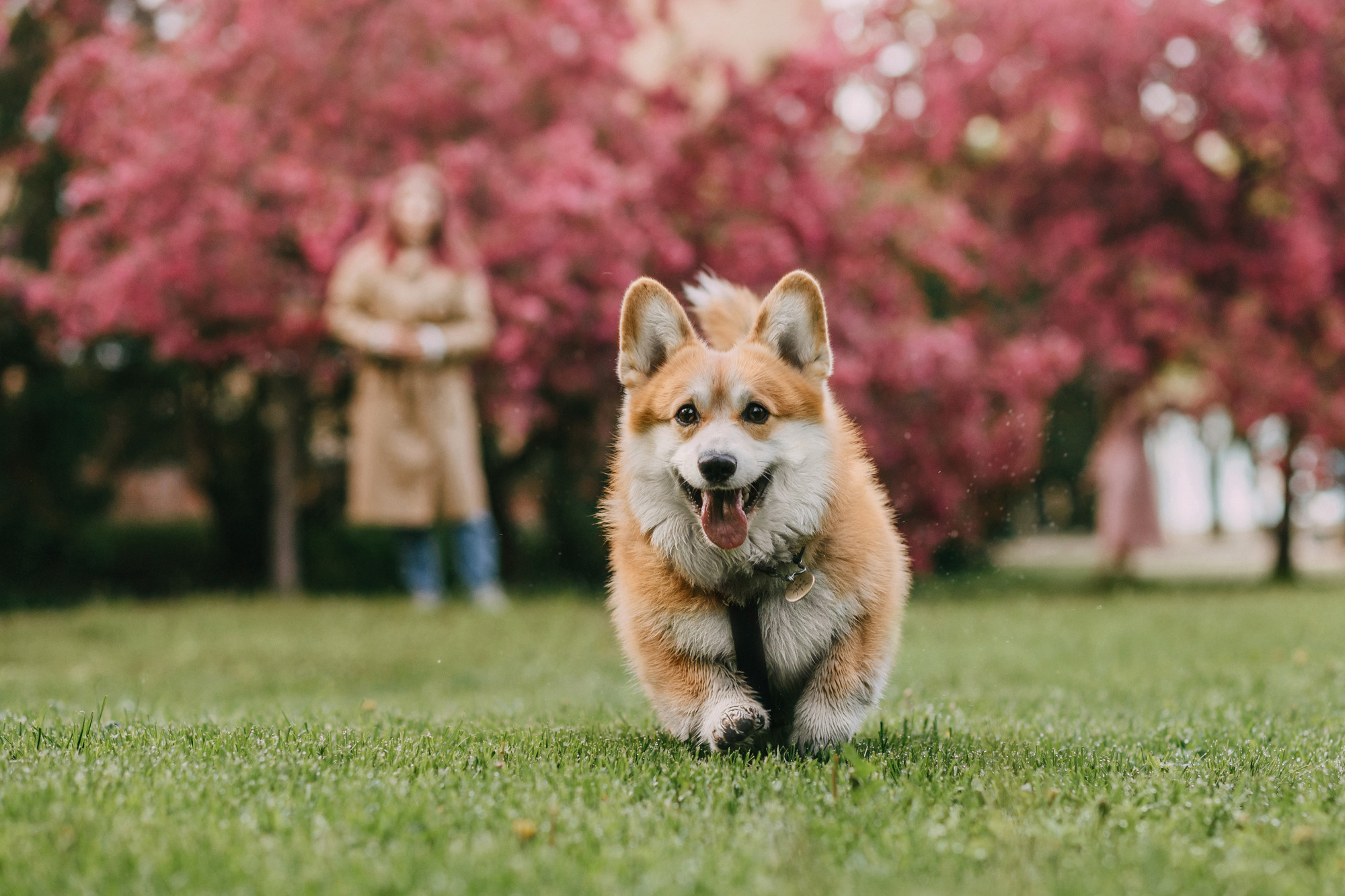 Анна и Филипп. Фотограф-анималист Елена Радченко, Москва