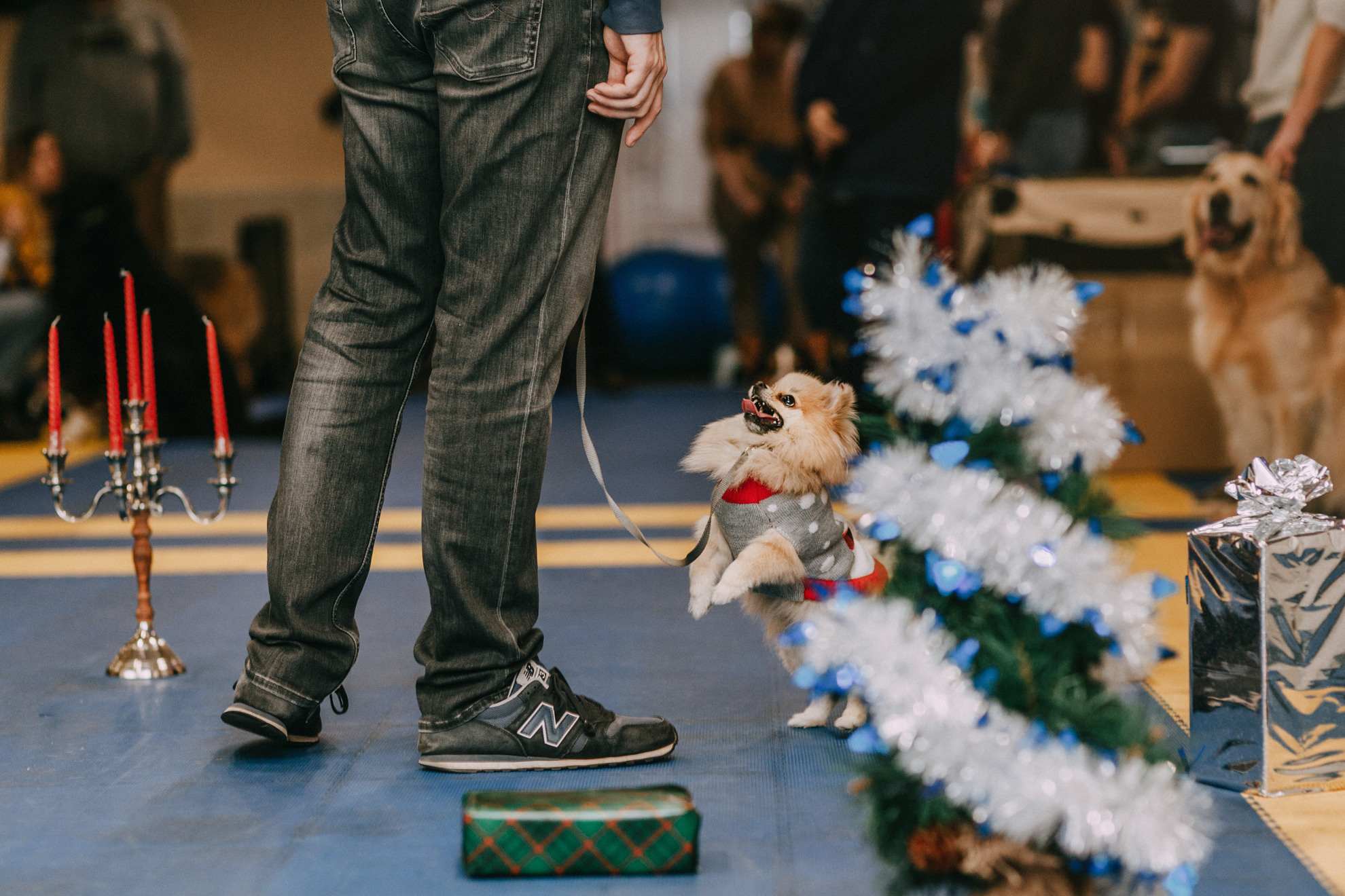 Собачий Новый год. Фотограф-анималист Елена Радченко, Москва