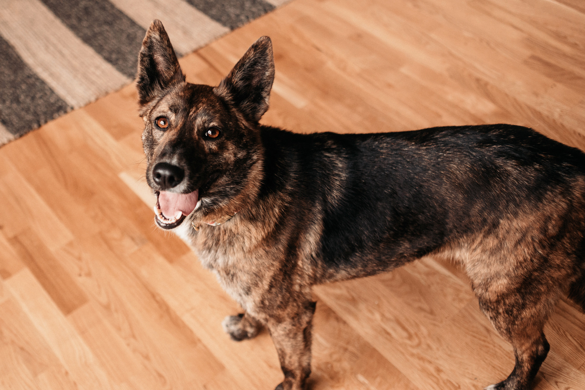 Эдит и Диди. Фотограф-анималист Елена Радченко, Москва