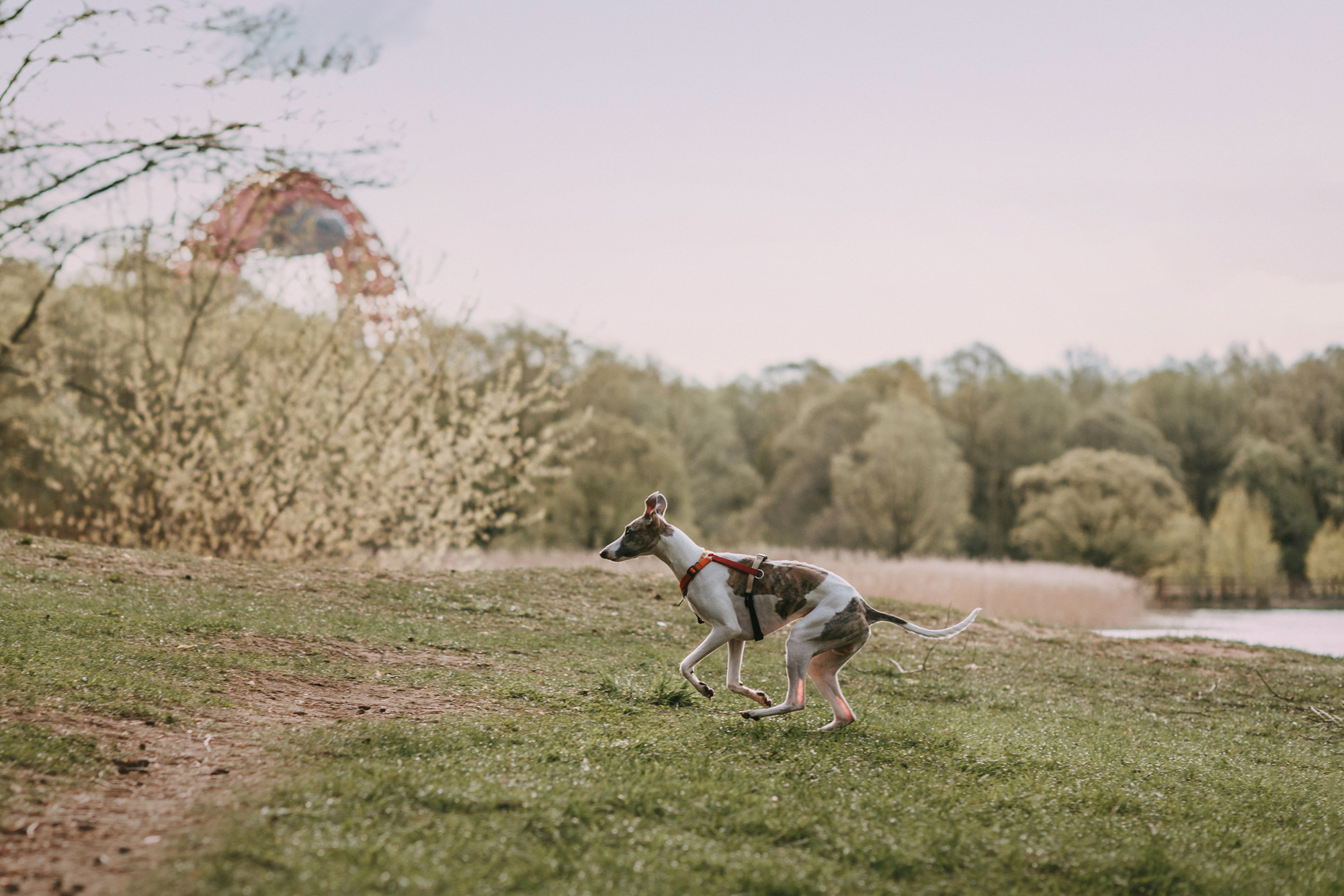 Соня, Максим, Данте и Ланя. Фотограф-анималист Елена Радченко, Москва