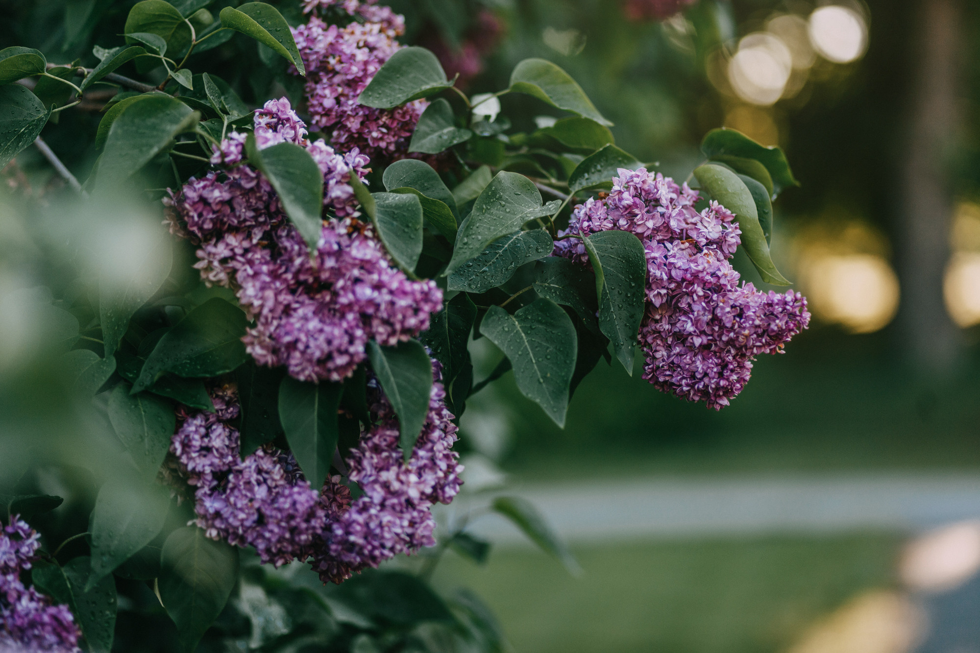 Аша и Робби. Фотограф-анималист Елена Радченко, Москва