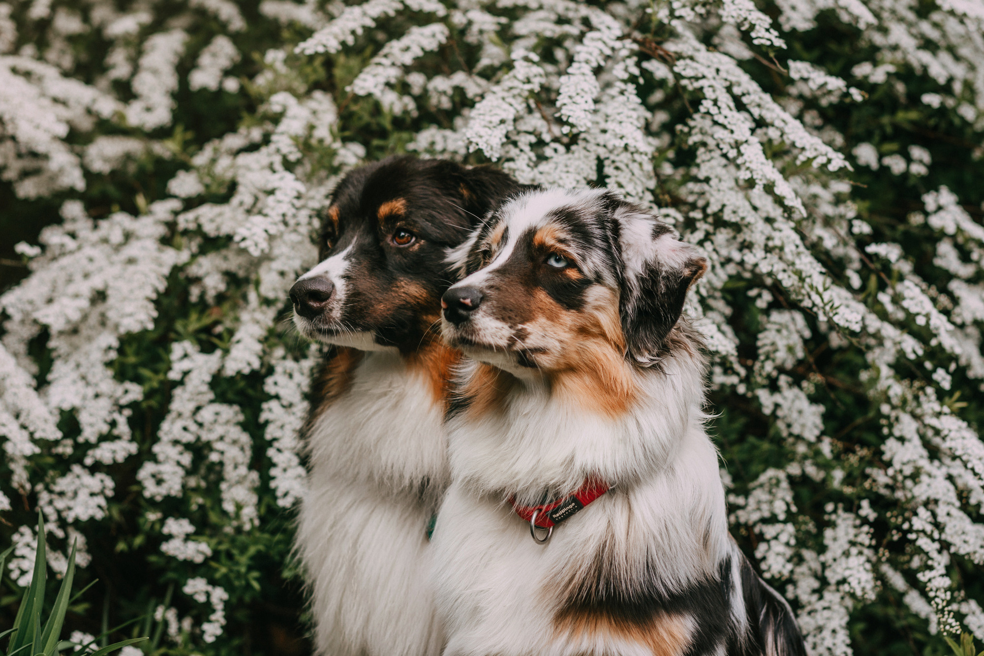 Анна, Чарли и Ева. Фотограф-анималист Елена Радченко, Москва