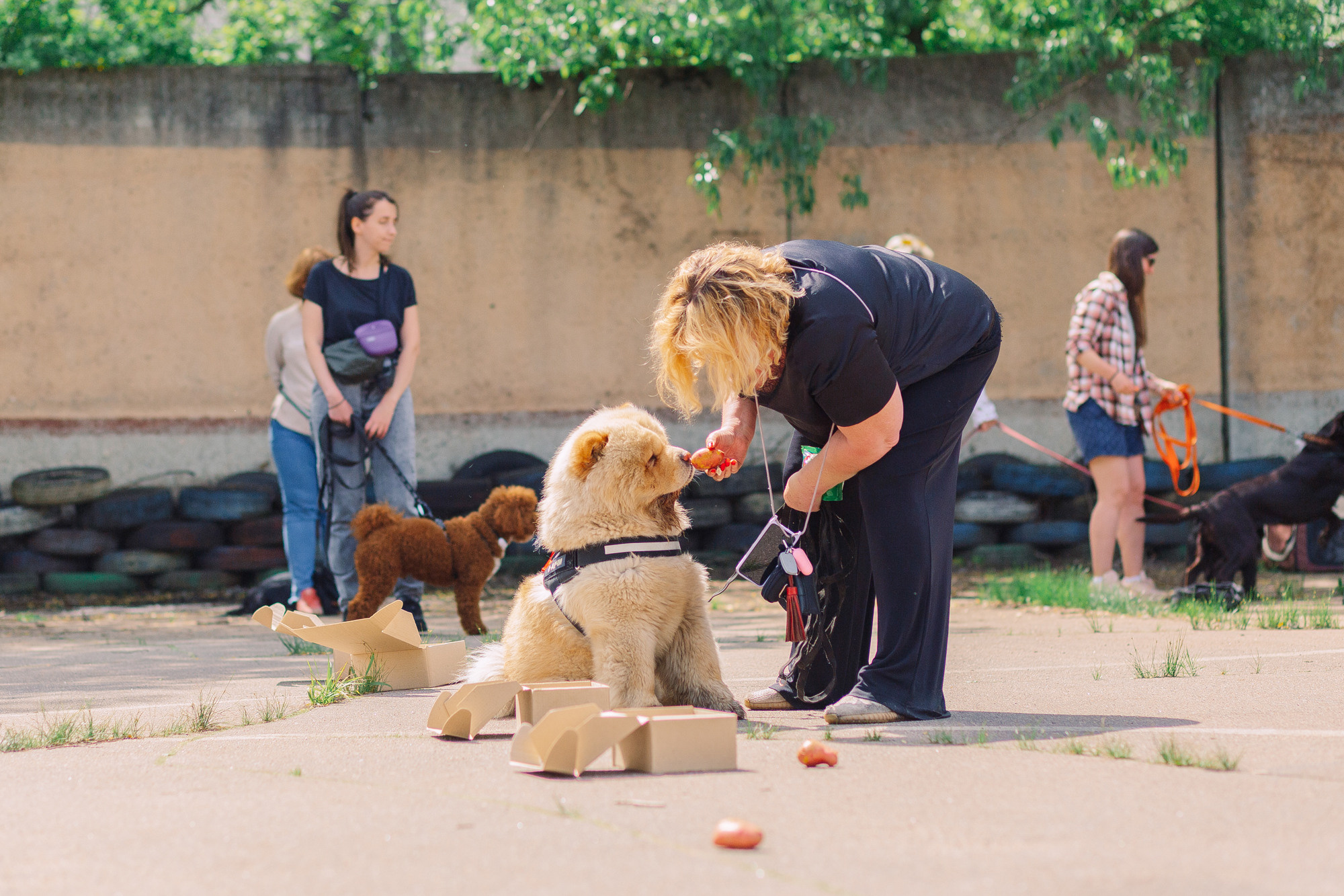 Дог-туса. Фотограф-анималист Елена Радченко, Москва