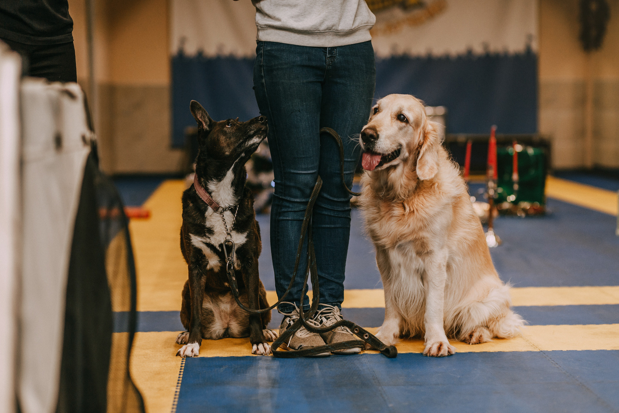 Собачий Новый год. Фотограф-анималист Елена Радченко, Москва