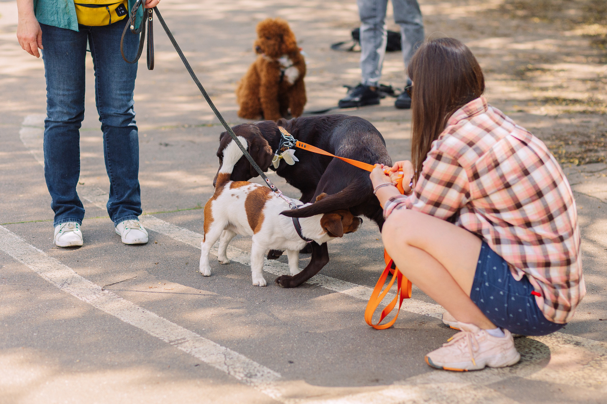 Дог-туса. Фотограф-анималист Елена Радченко, Москва