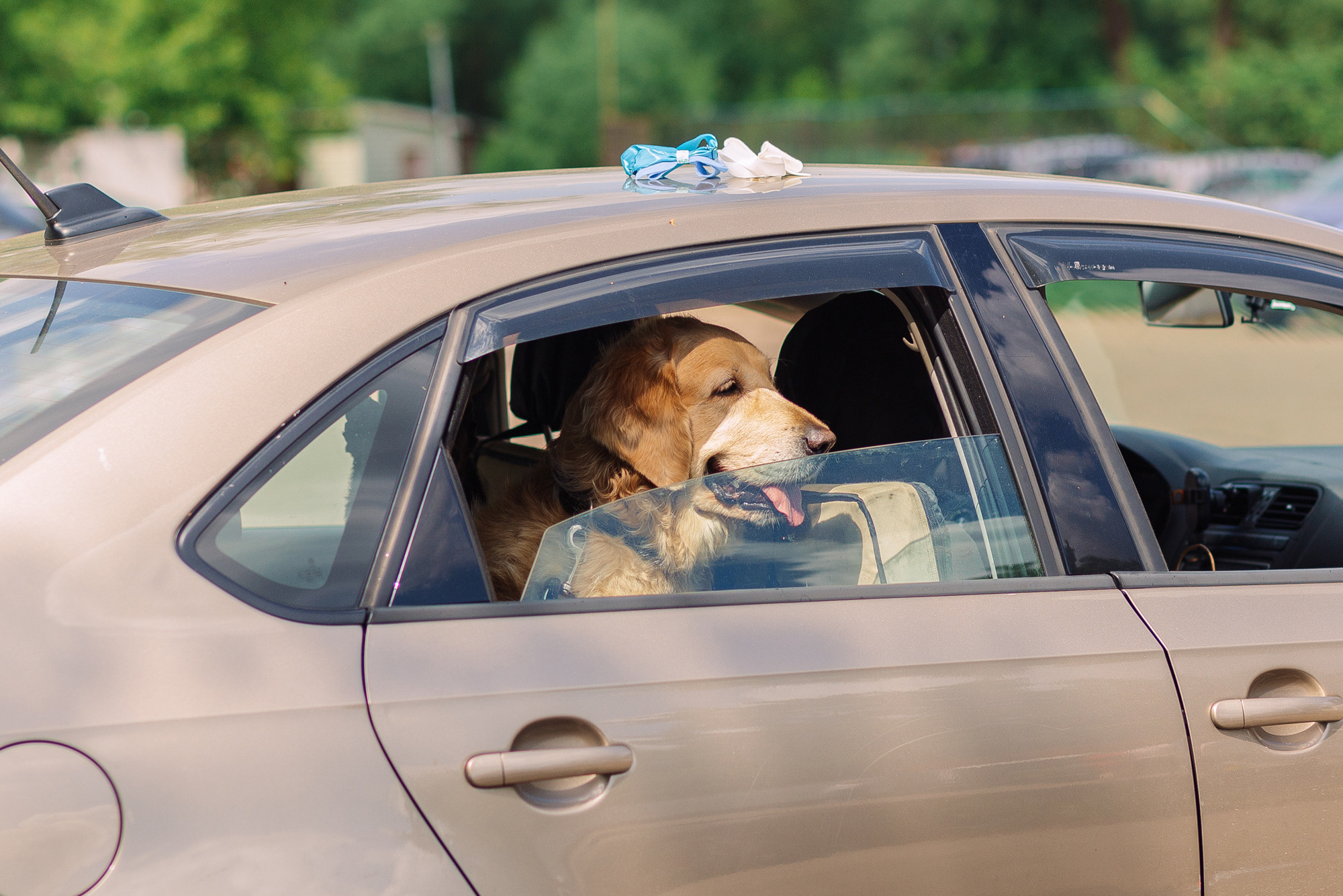 Дог-туса. Фотограф-анималист Елена Радченко, Москва