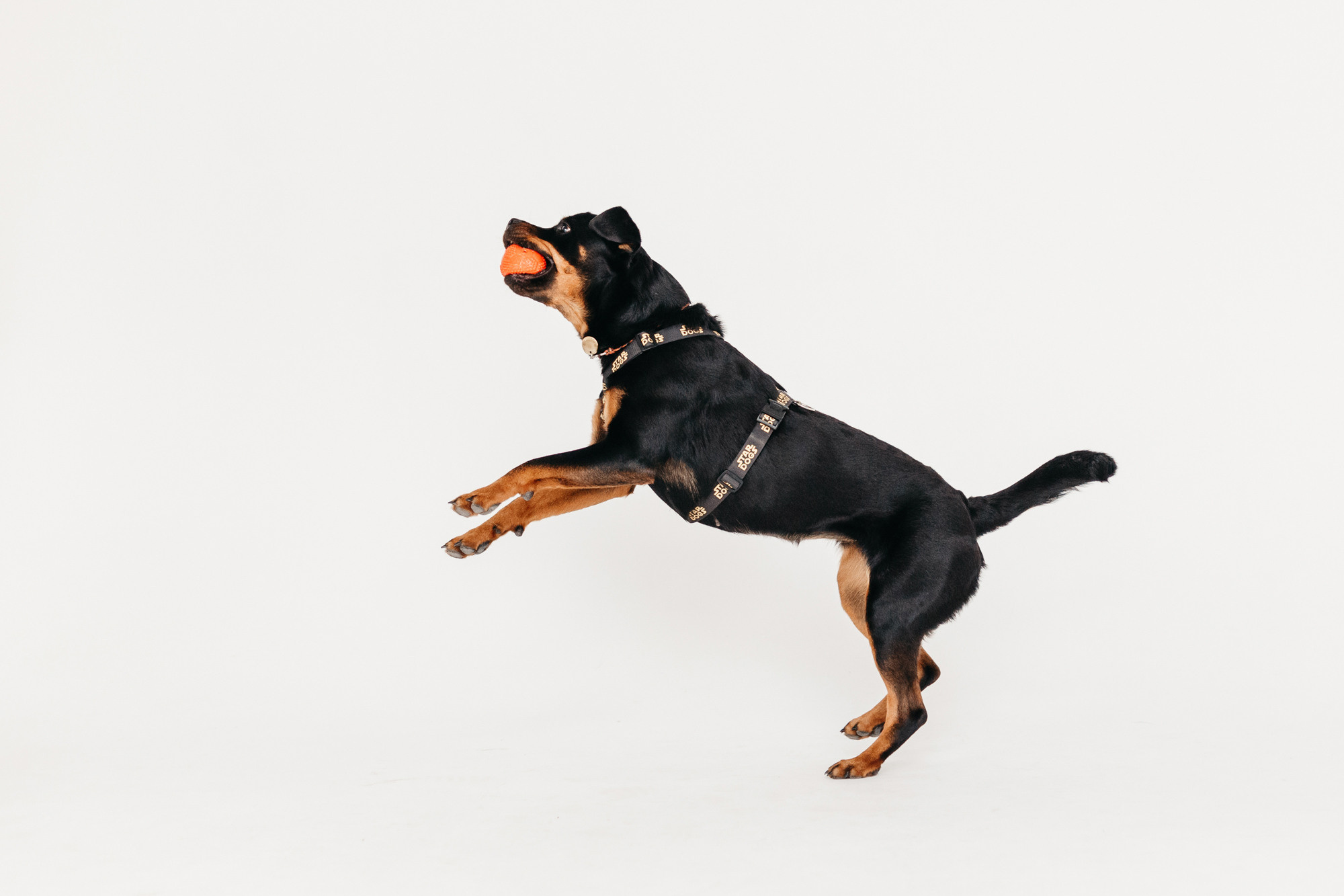 Фотодень 9 апреля. Фотограф-анималист Елена Радченко, Москва