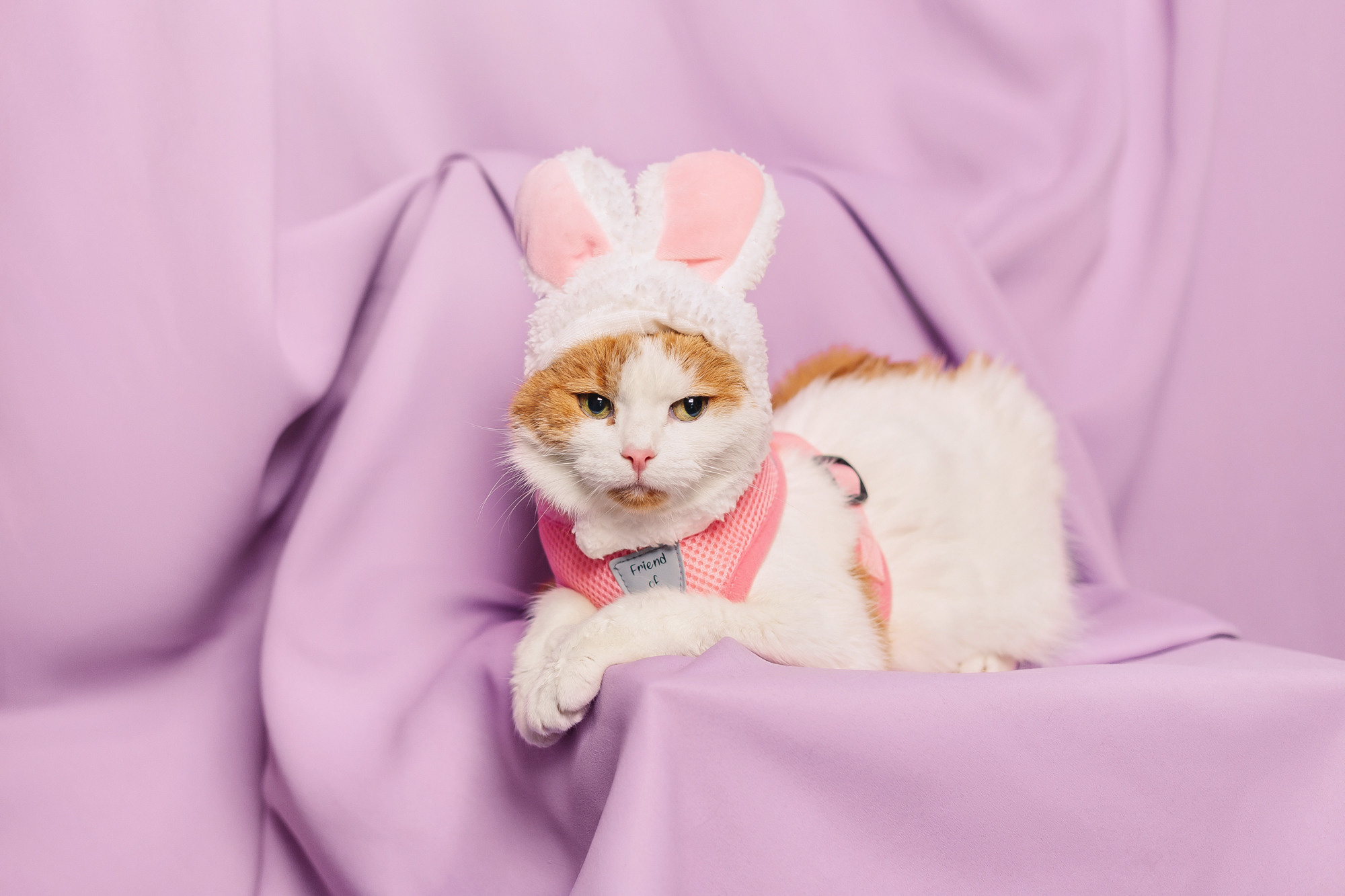 Магазин Friend of mine. Фотограф-анималист Елена Радченко, Москва