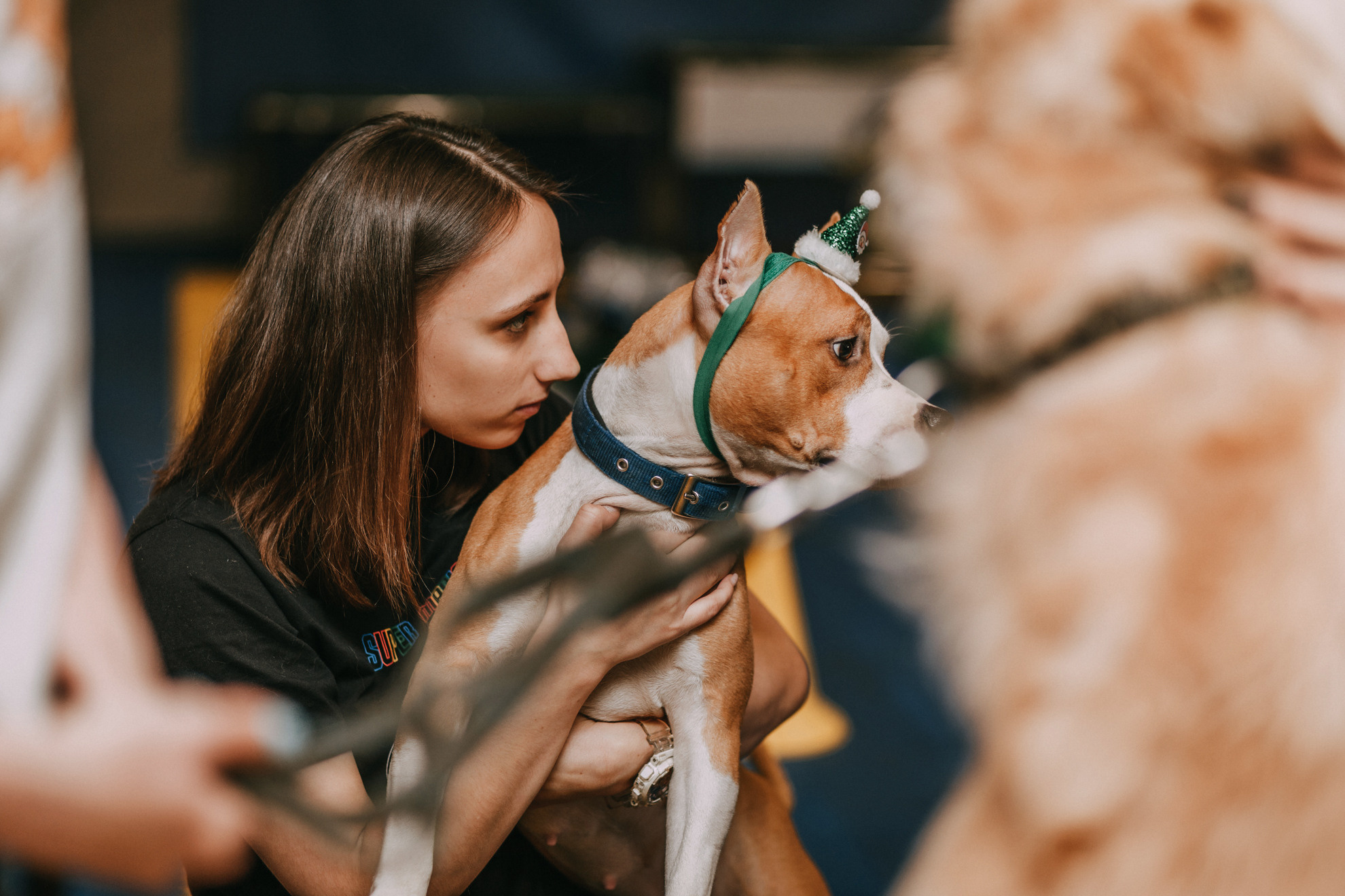 Собачий Новый год. Фотограф-анималист Елена Радченко, Москва