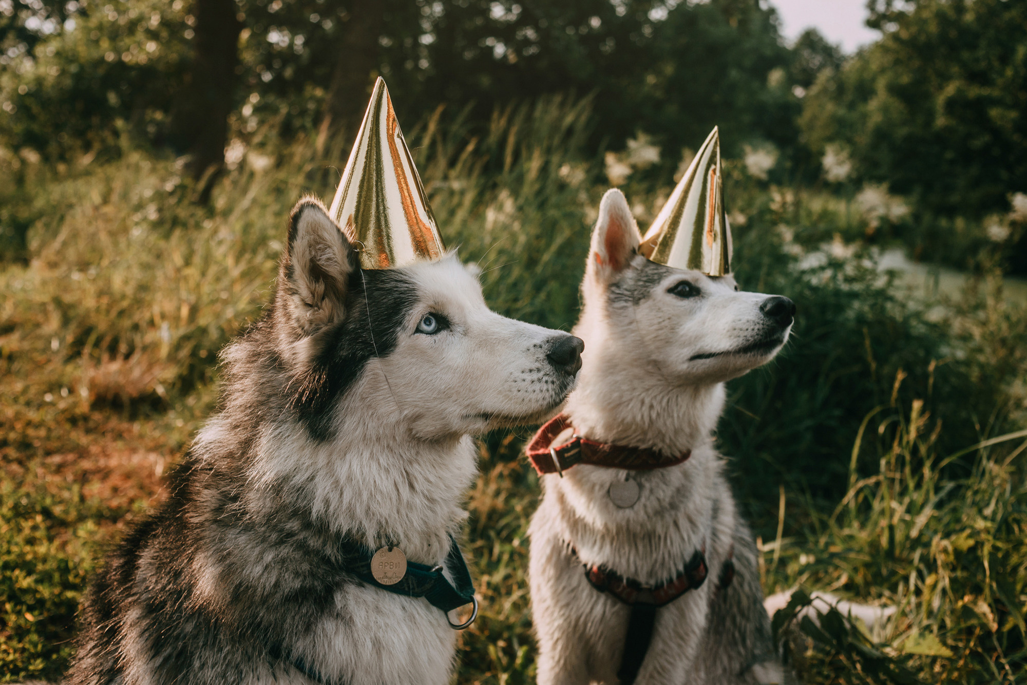 День рождения Морошки. Фотограф-анималист Елена Радченко, Москва