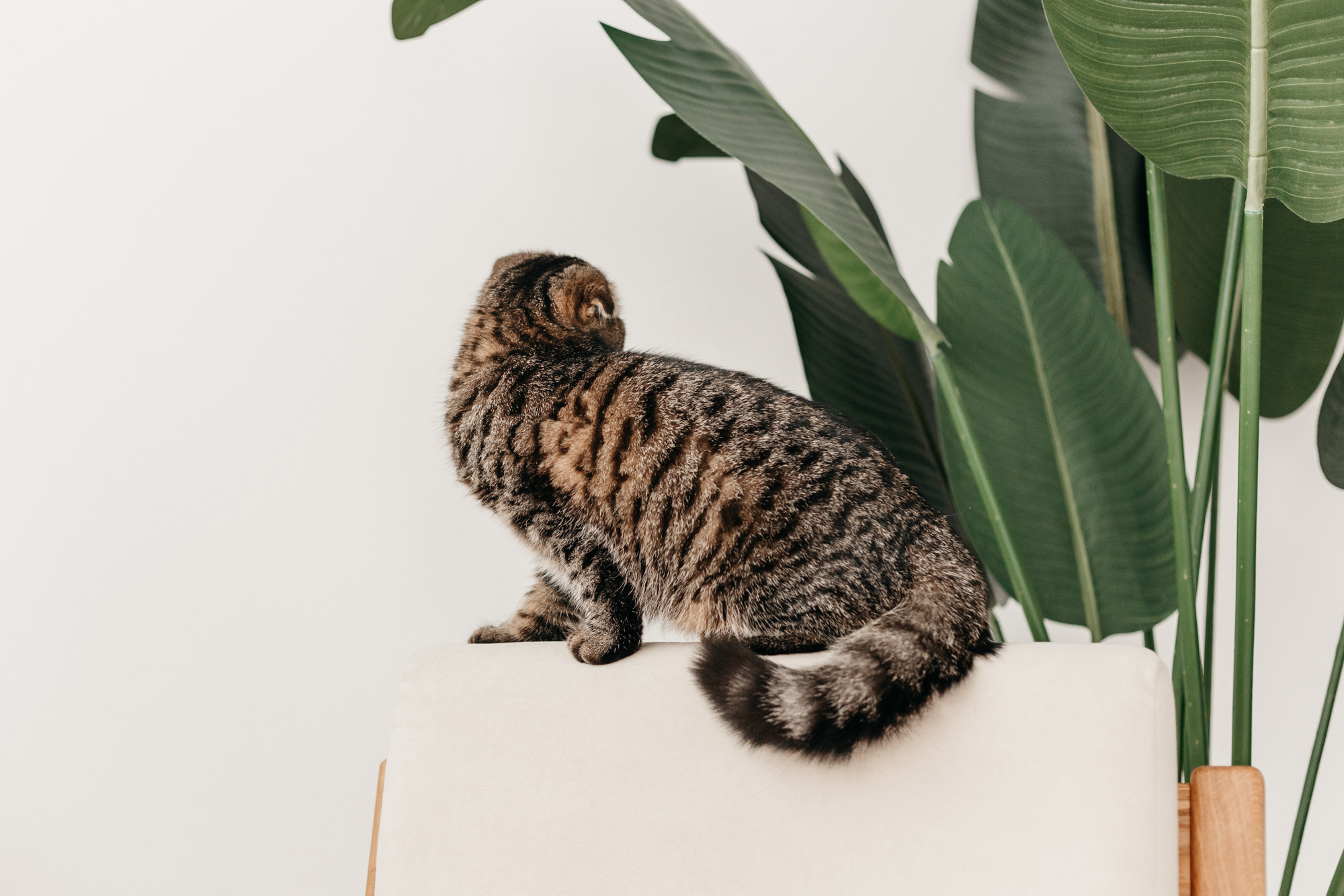 Фотодень 9 апреля. Фотограф-анималист Елена Радченко, Москва