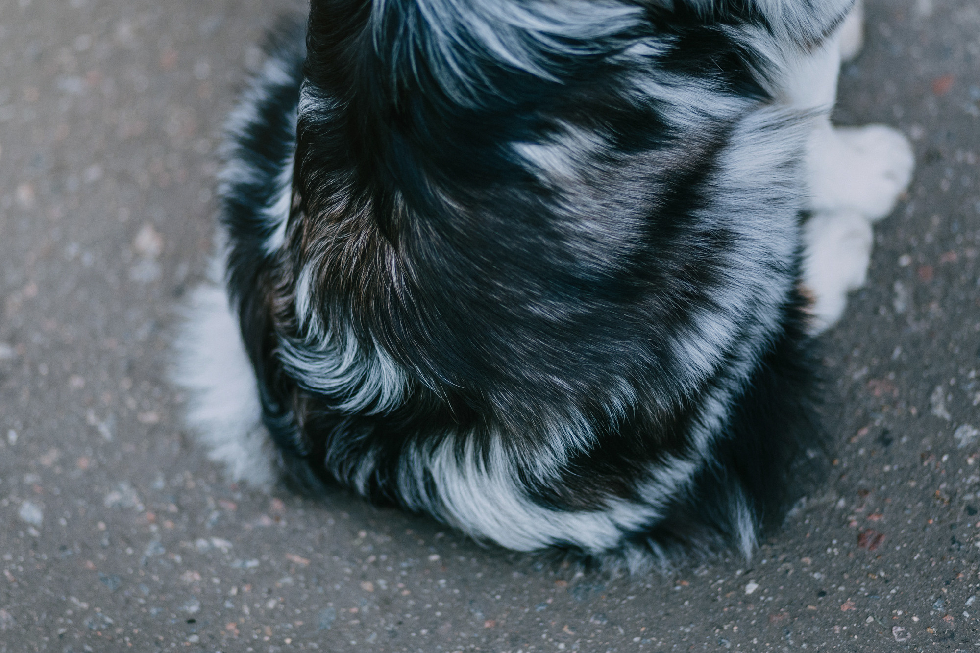 Анна, Чарли и Ева. Фотограф-анималист Елена Радченко, Москва