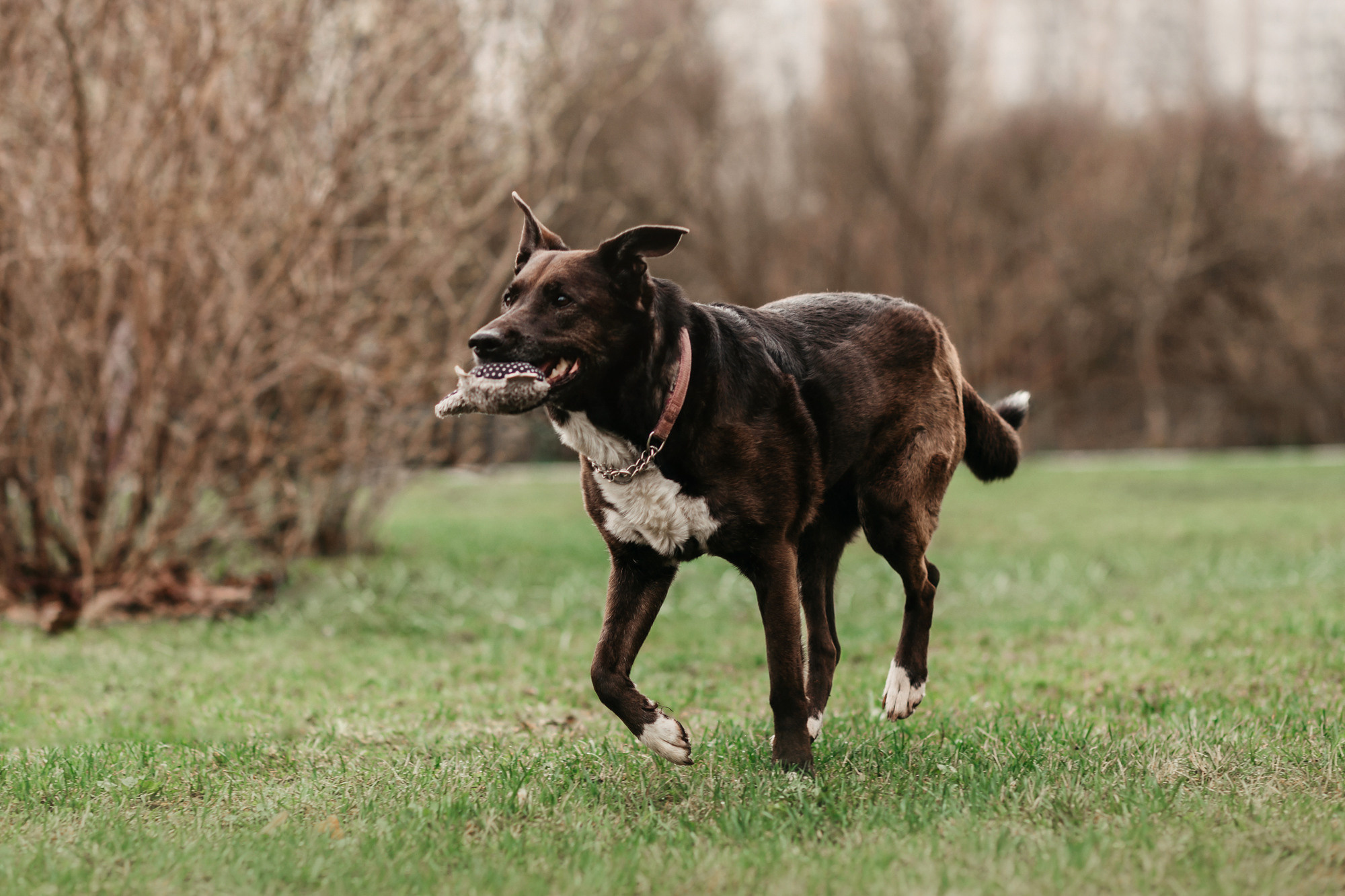 Ира, Бэлла и Альма. Фотограф-анималист Елена Радченко, Москва
