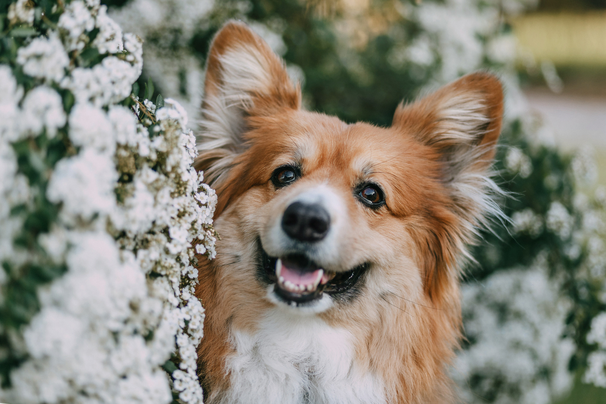 Аша и Робби. Фотограф-анималист Елена Радченко, Москва