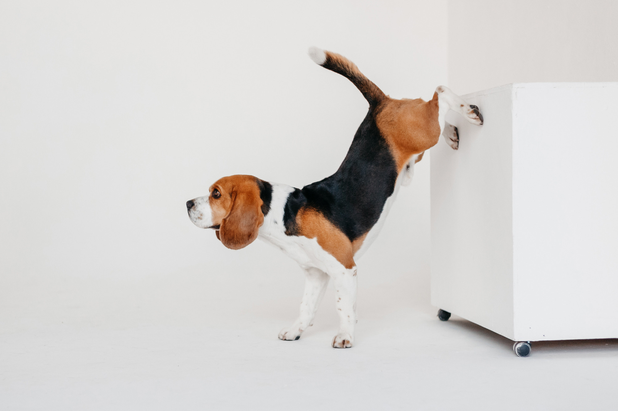 Фотодень 9 апреля. Фотограф-анималист Елена Радченко, Москва