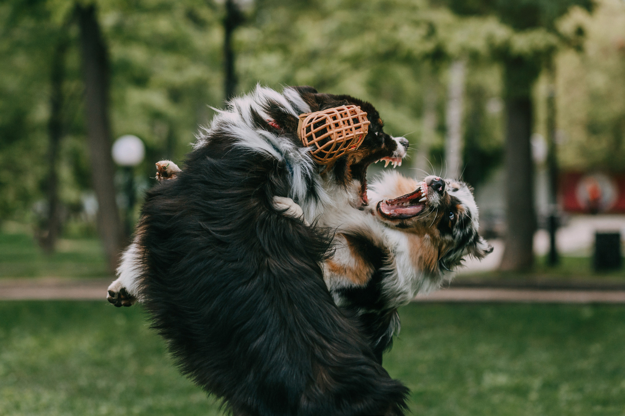 Анна, Чарли и Ева. Фотограф-анималист Елена Радченко, Москва