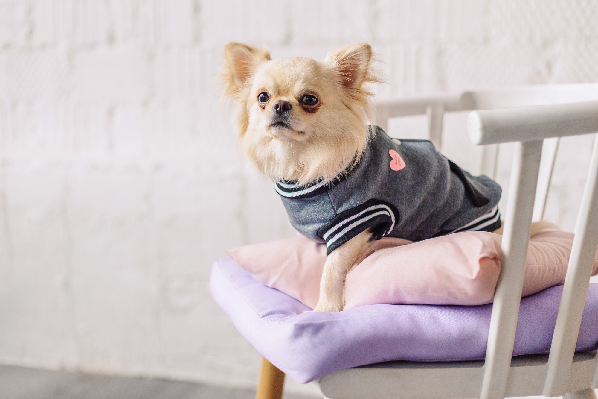 Магазин Friend of mine. Фотограф-анималист Елена Радченко, Москва