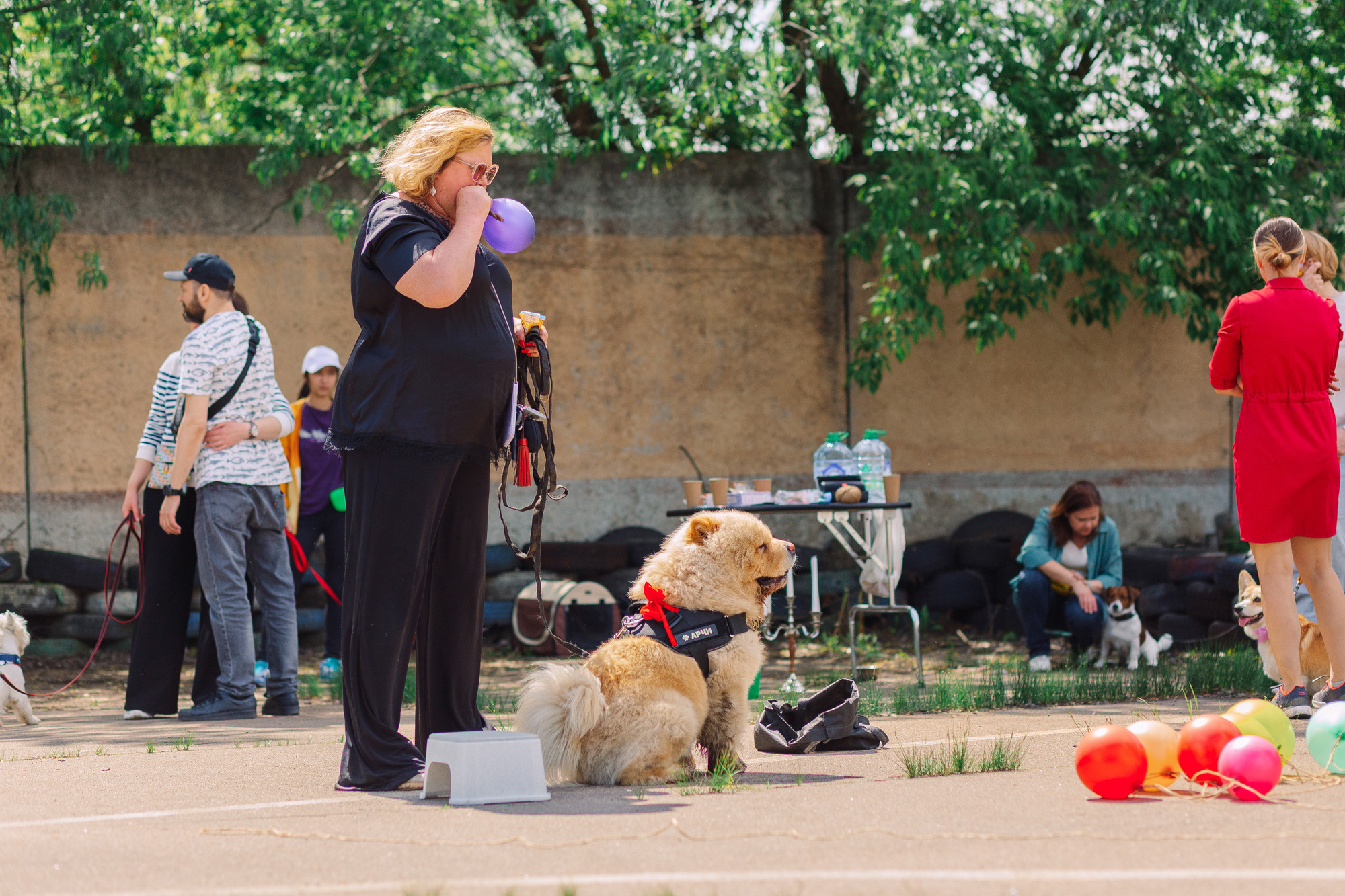 Дог-туса. Фотограф-анималист Елена Радченко, Москва