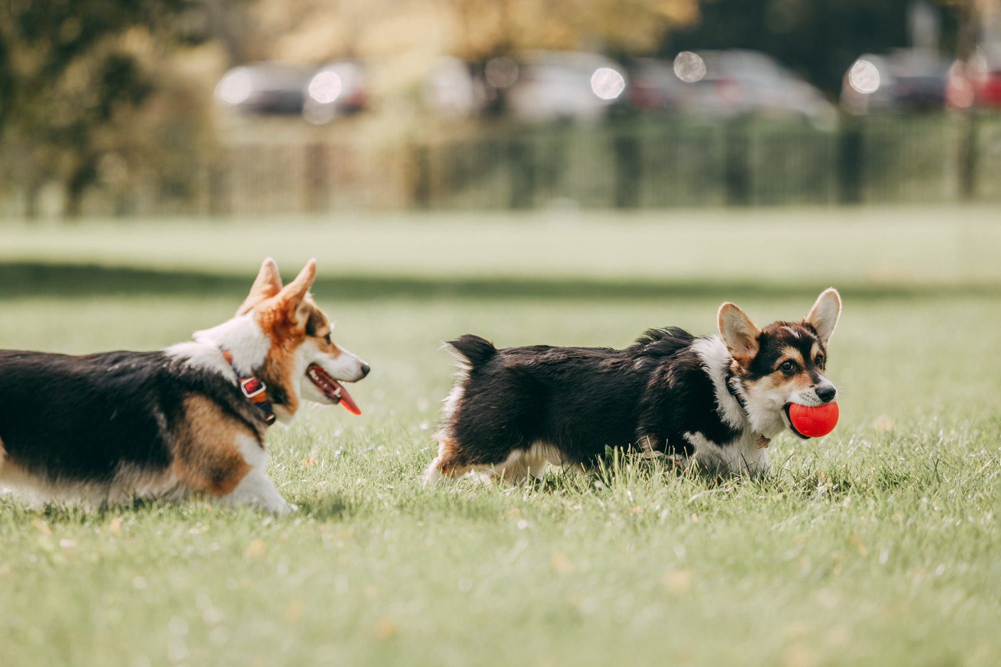 День рождения Габи. Фотограф-анималист Елена Радченко, Москва