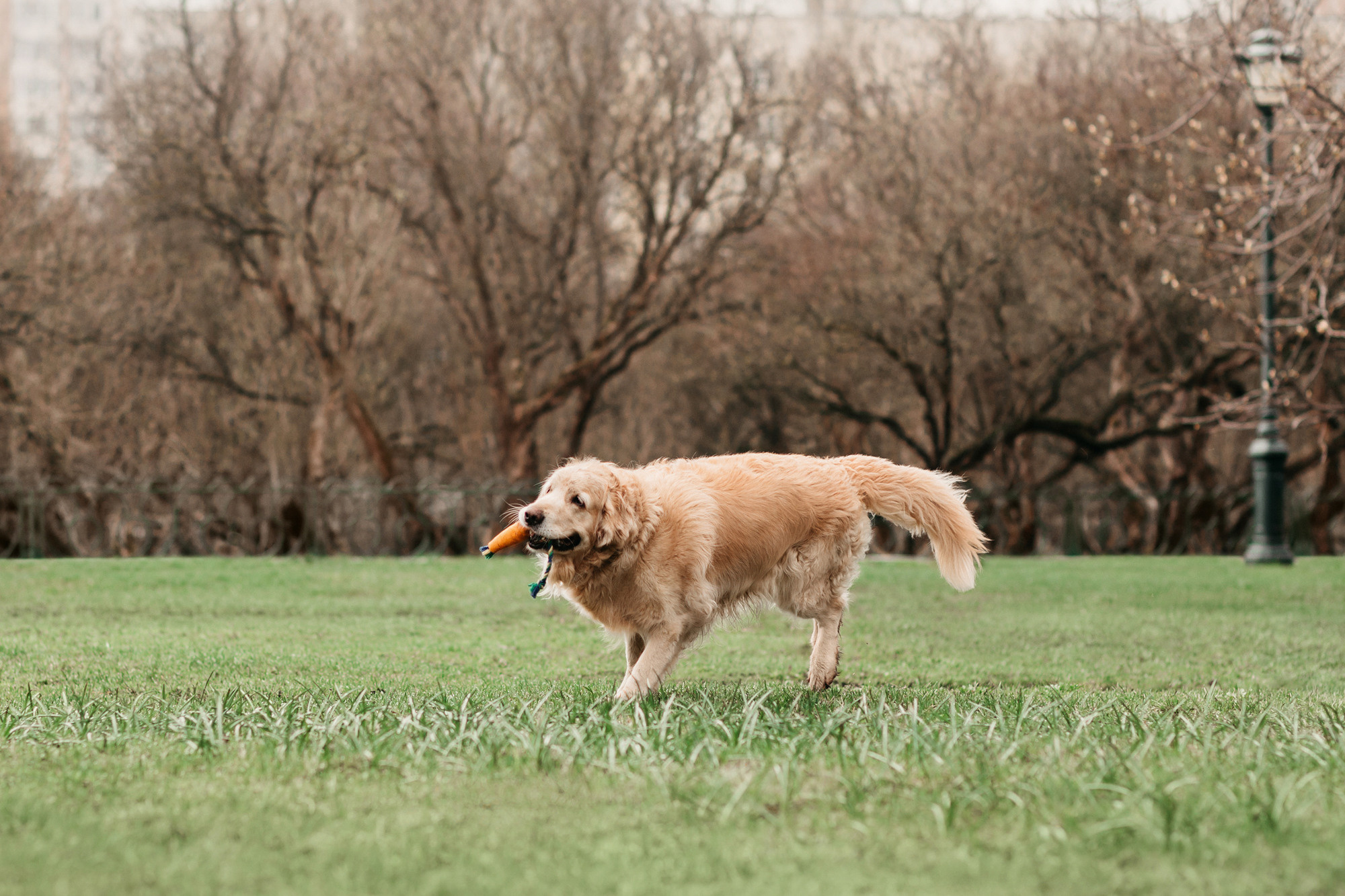 Ира, Бэлла и Альма. Фотограф-анималист Елена Радченко, Москва
