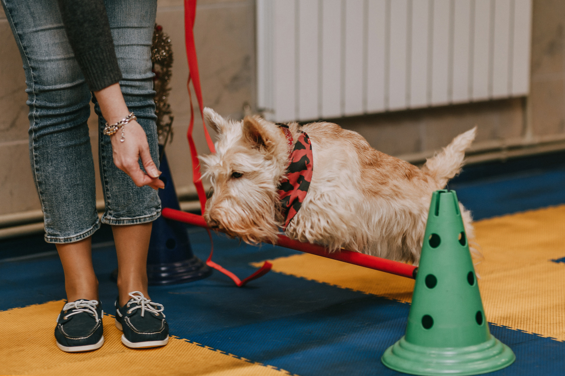 Собачий Новый год. Фотограф-анималист Елена Радченко, Москва