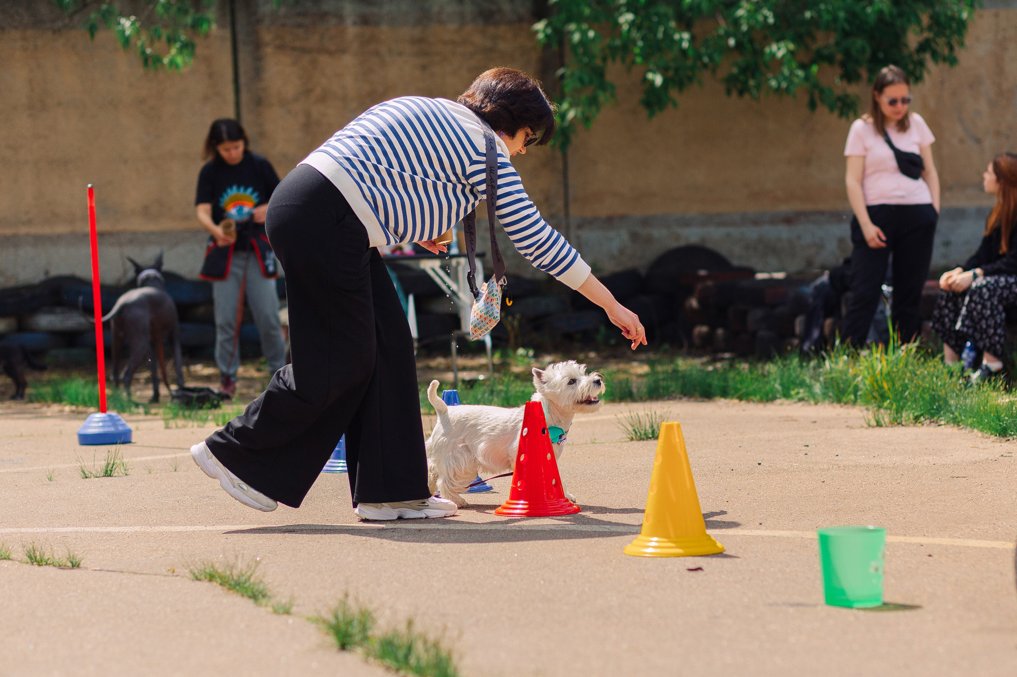 Дог-туса. Фотограф-анималист Елена Радченко, Москва